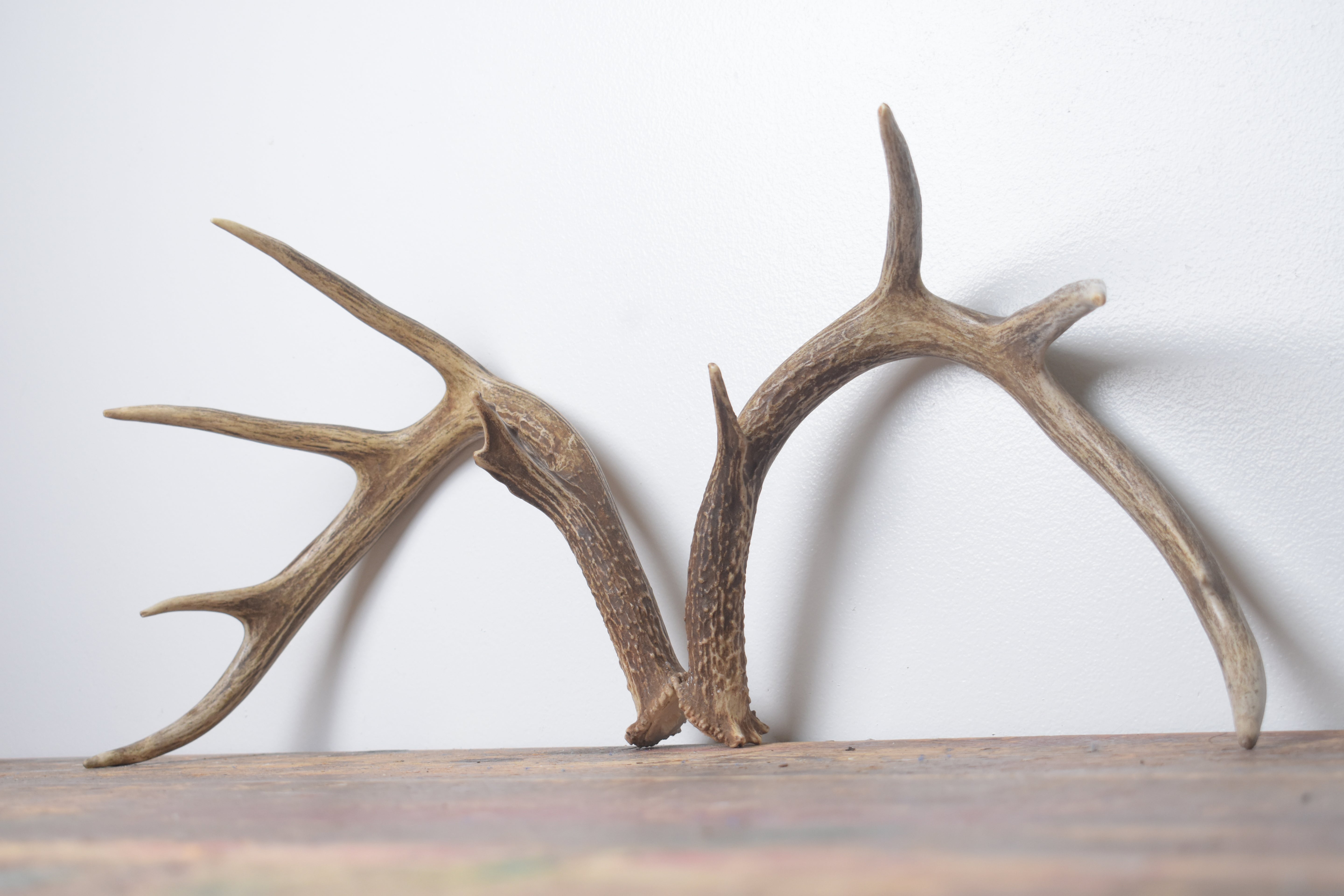 Whitetail Deer Antler Set | Large | 6
