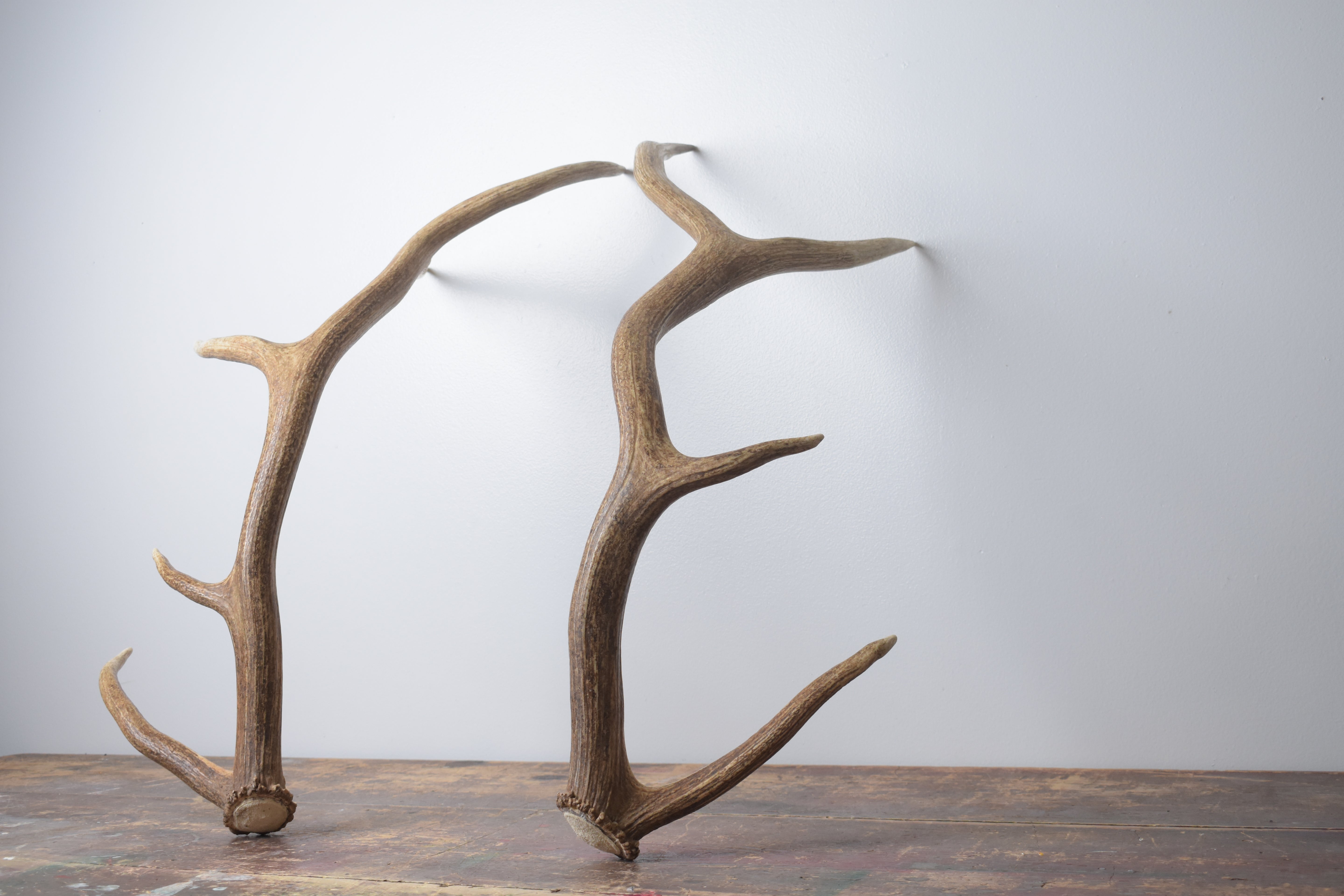 Elk Antler Set | Medium | 153