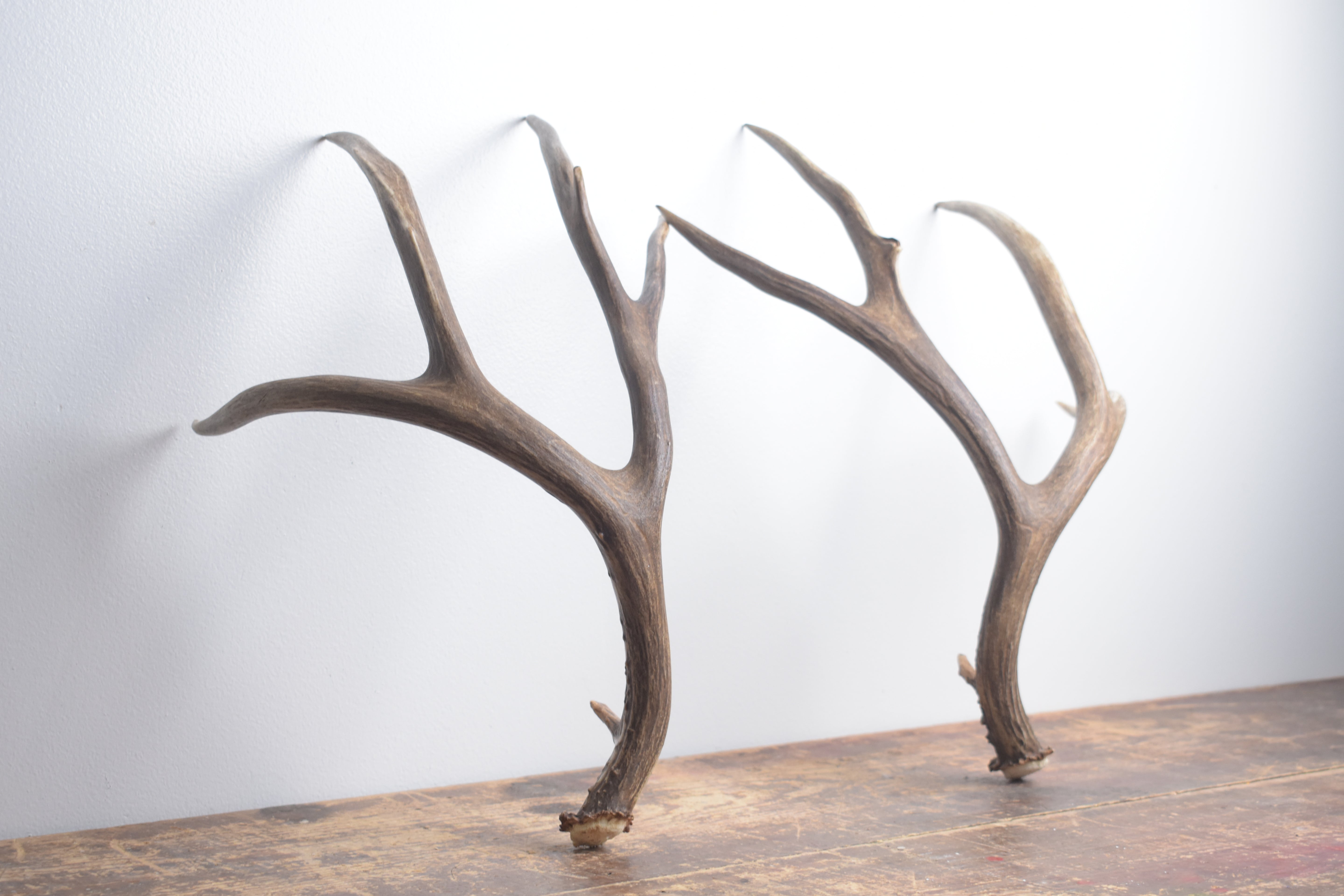 Mule Deer Antler Set | Large | 2