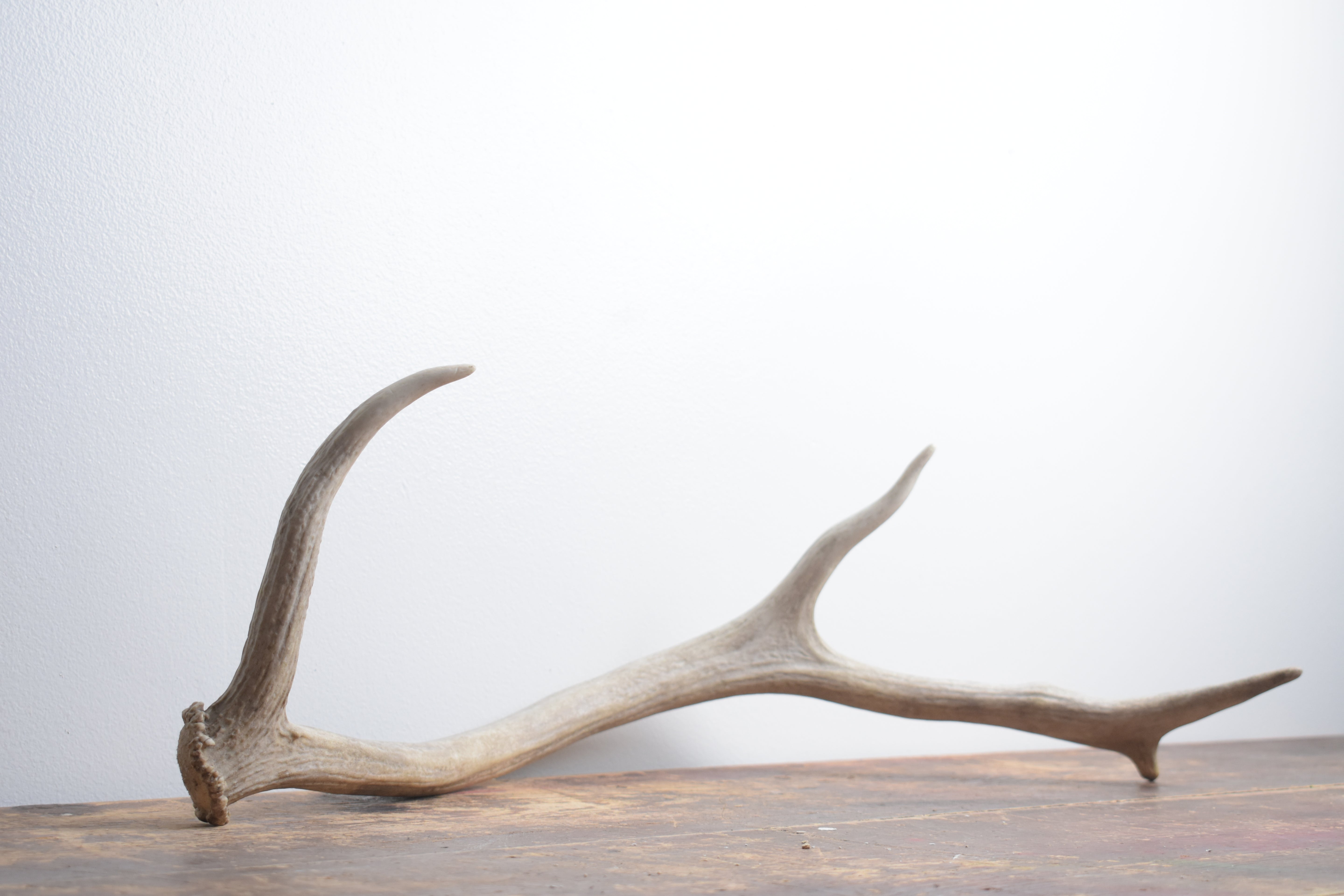 Elk Antler | Small Size | 130