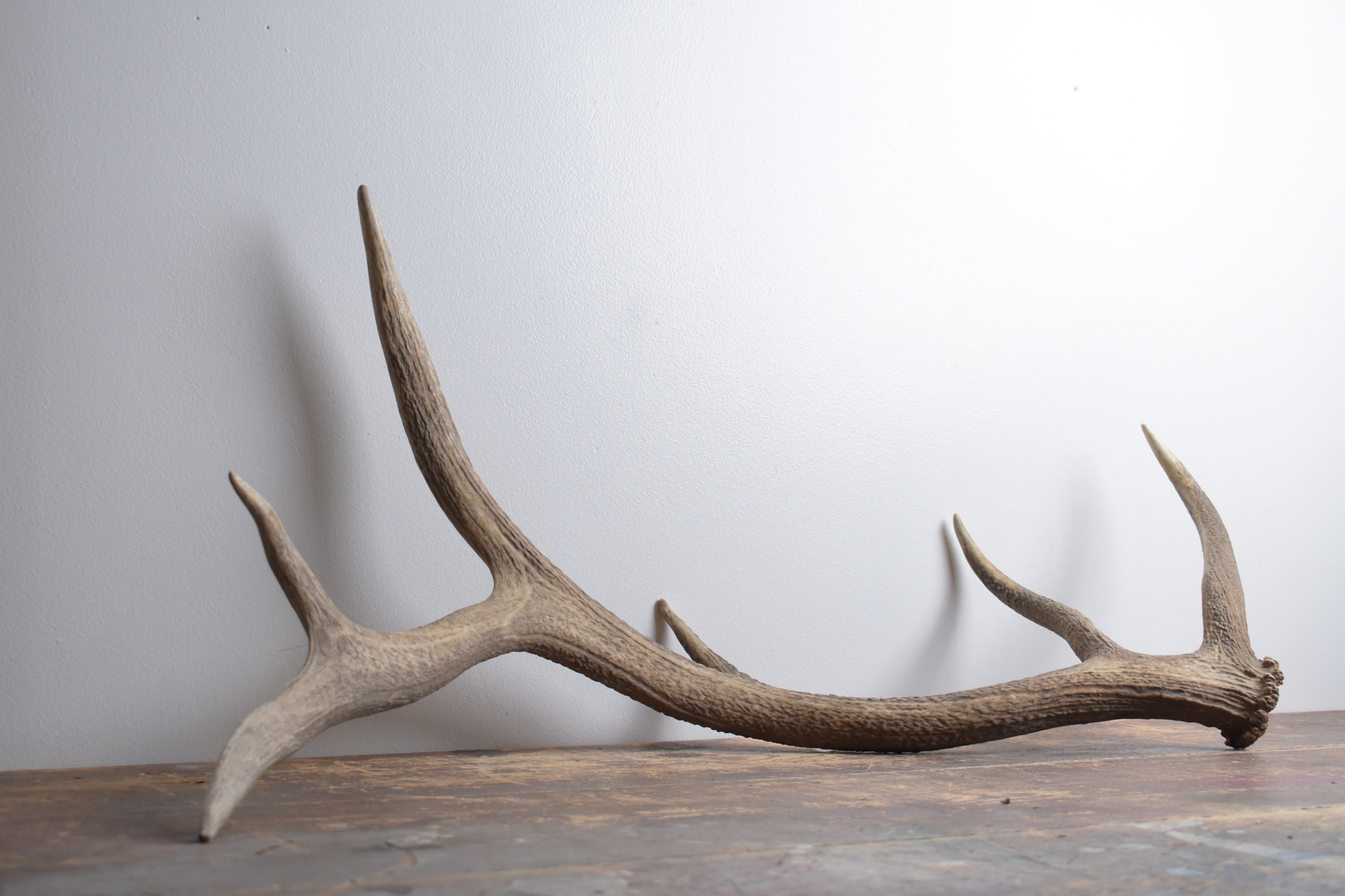 Elk Antler | Large Size | 169