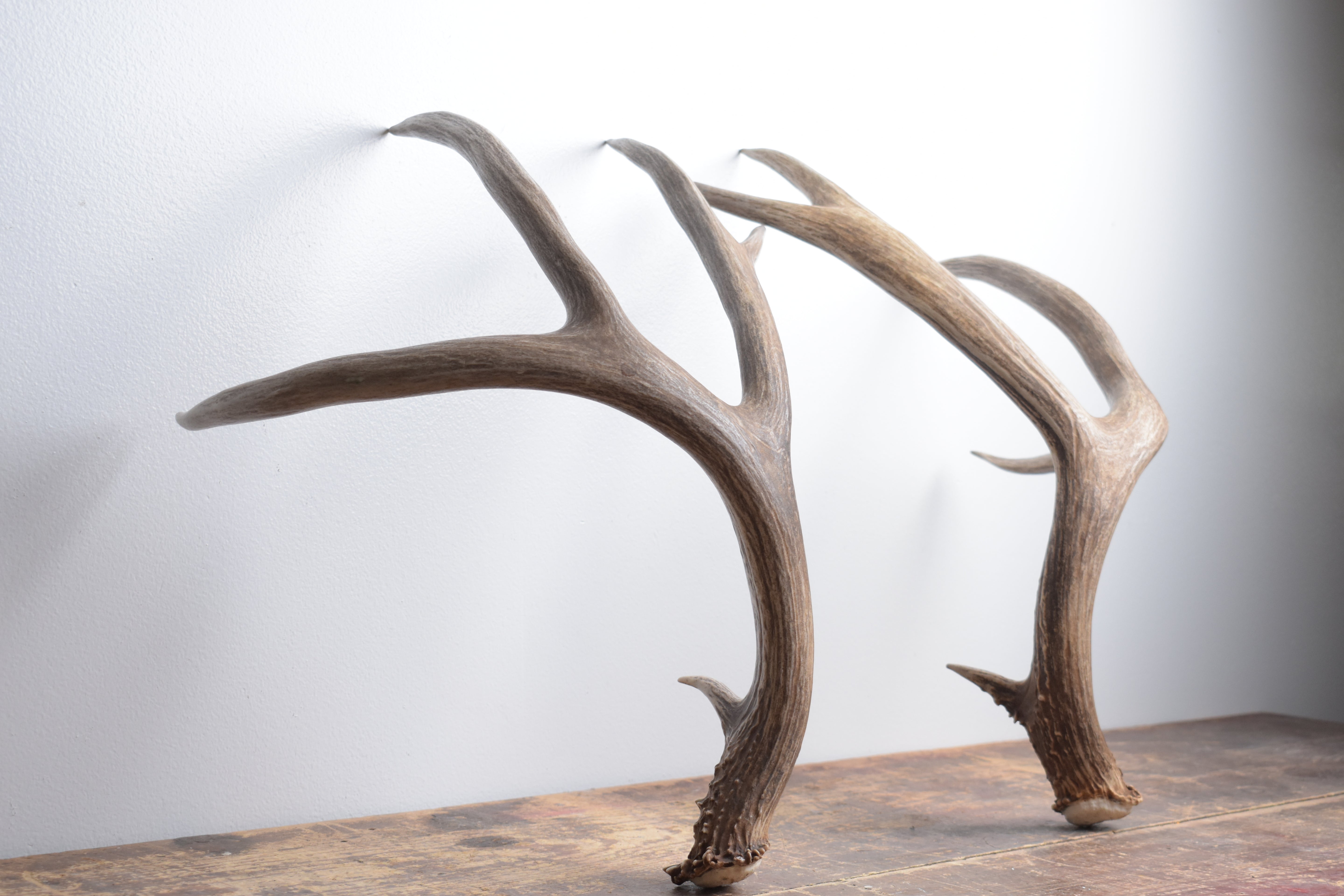 Mule Deer Antler Set | Extra-Large | 1