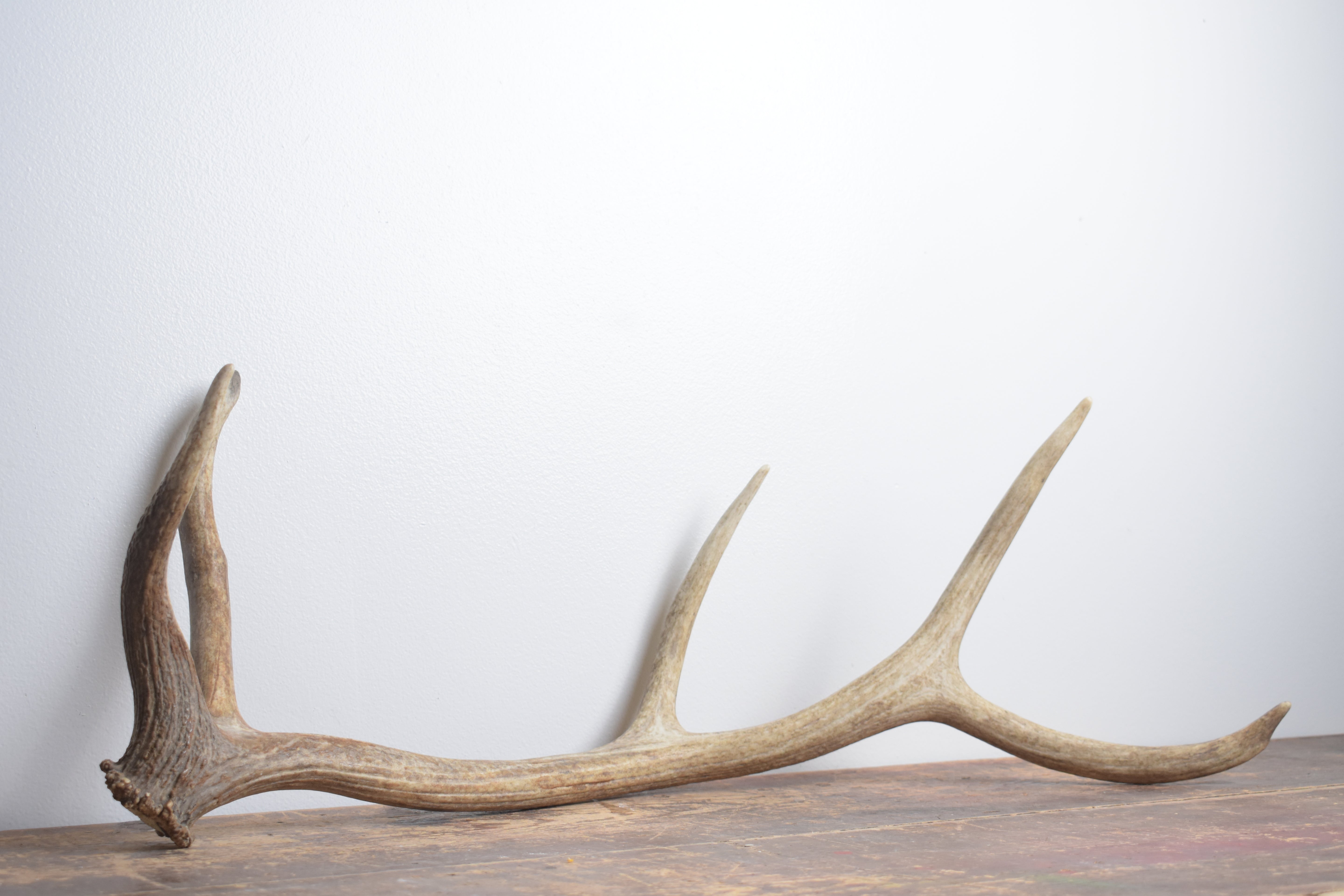 Elk Antler | Medium Size | 156
