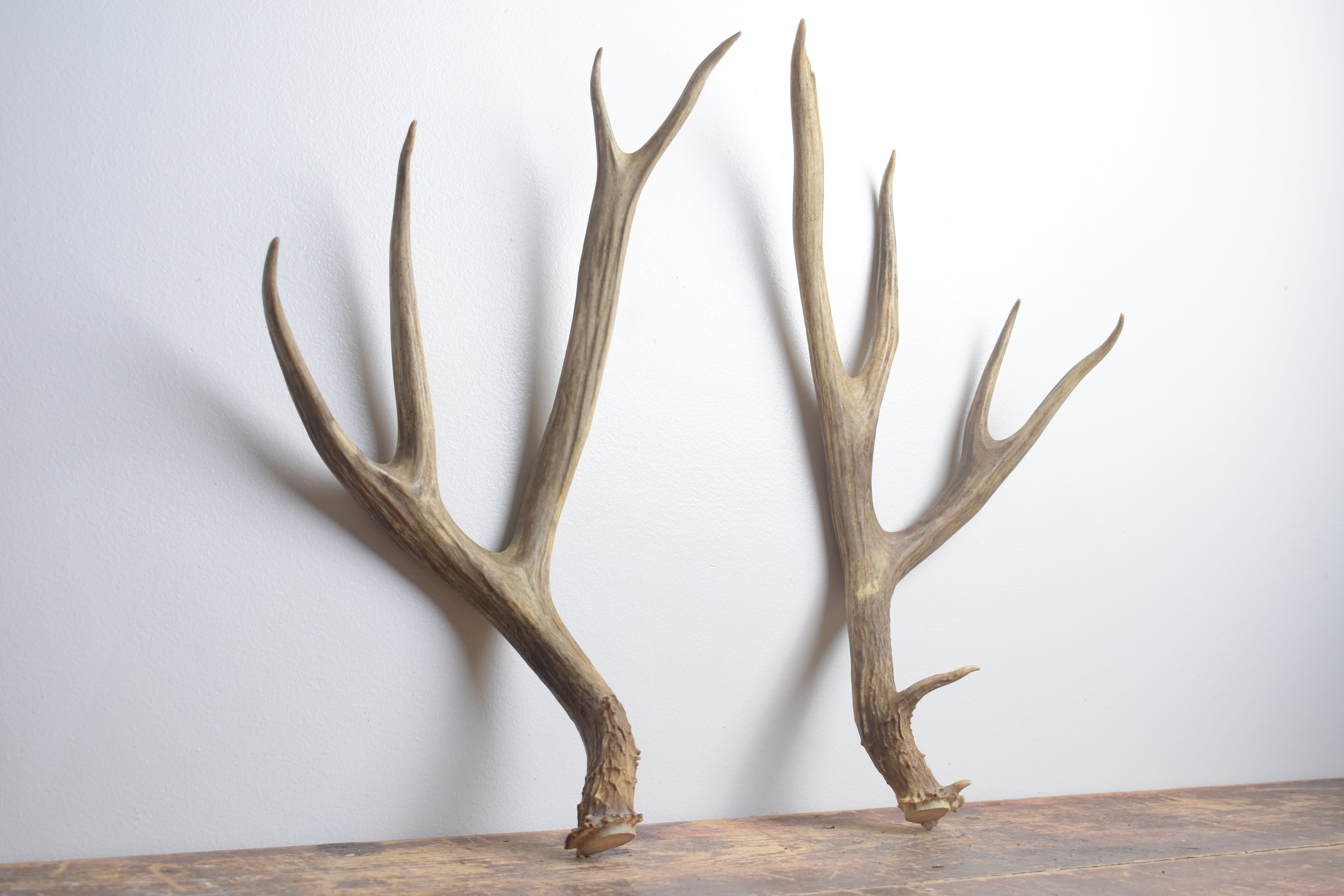 Mule Deer Antler Set | Large | 66