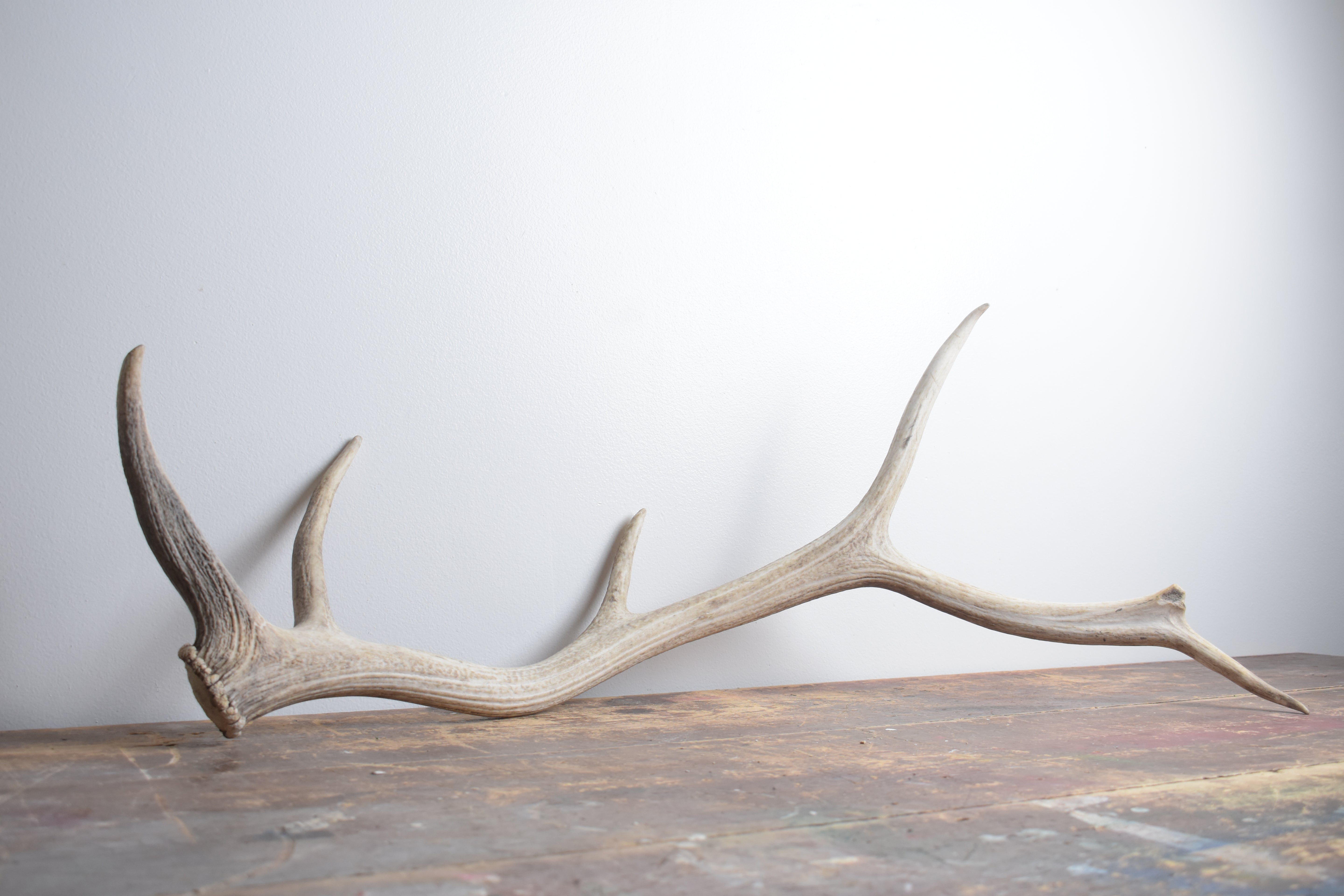 Elk Antler | Large Size | 124