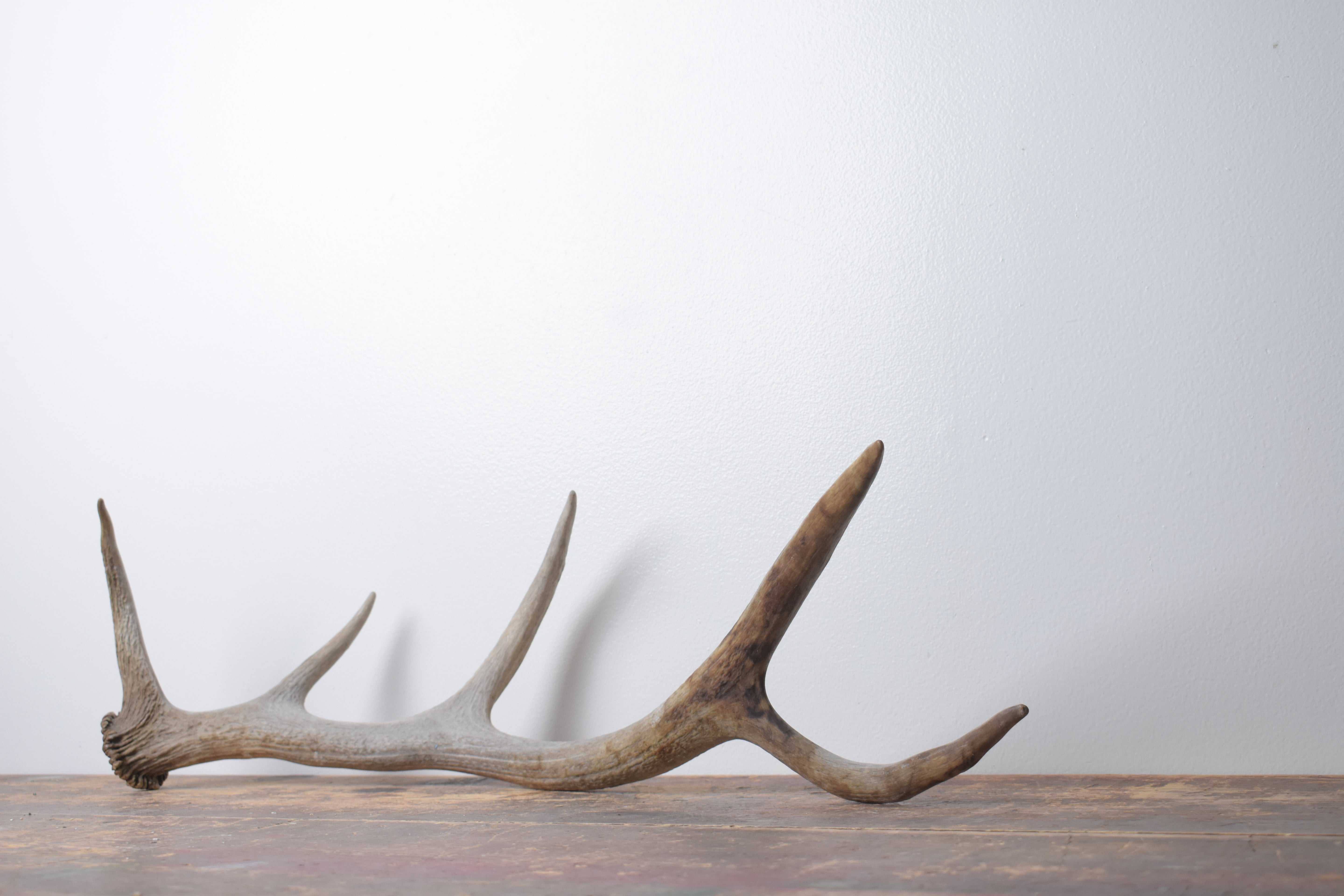 Elk Antler | Small Size | 152