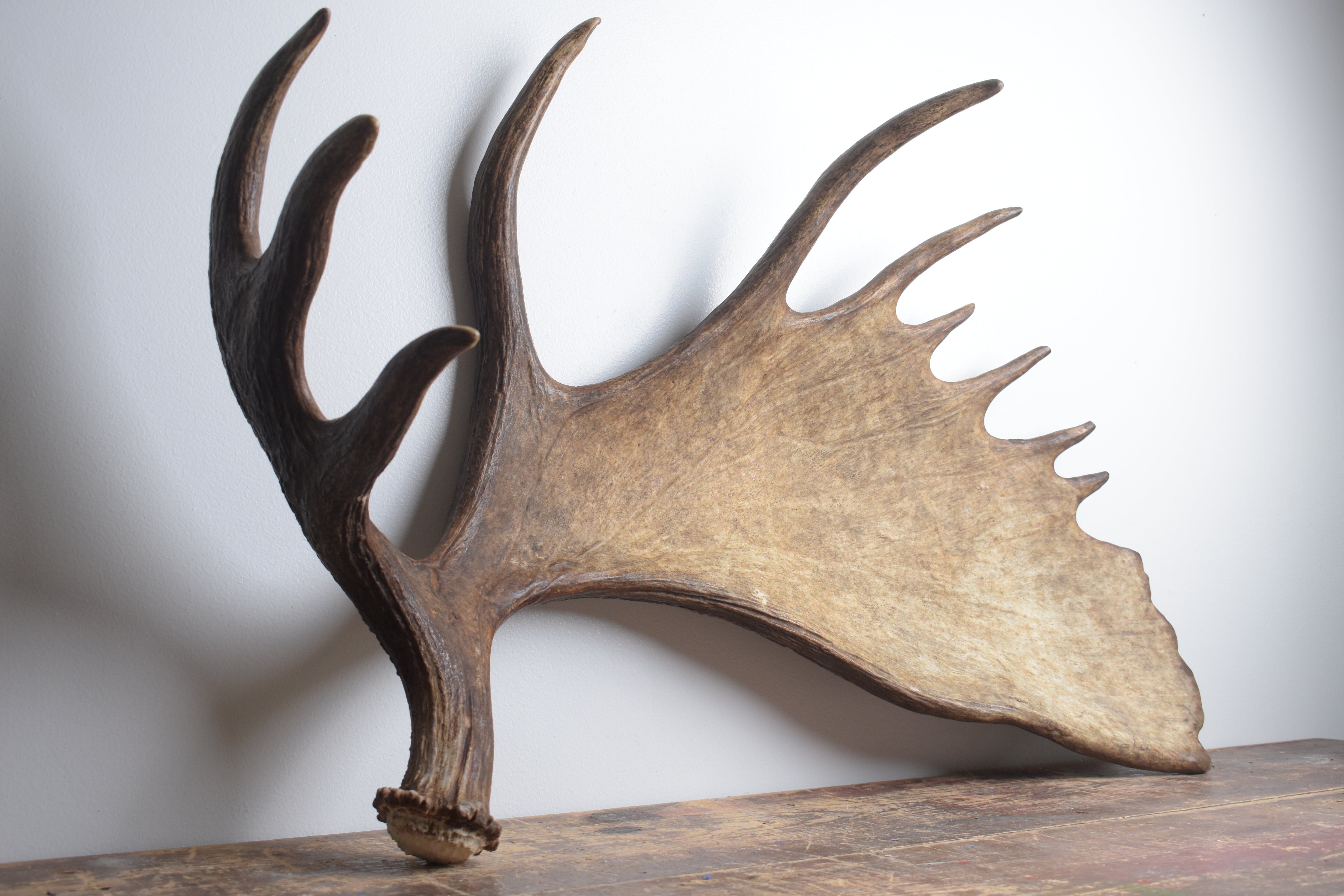 Moose Antler | Extra-Large | 13