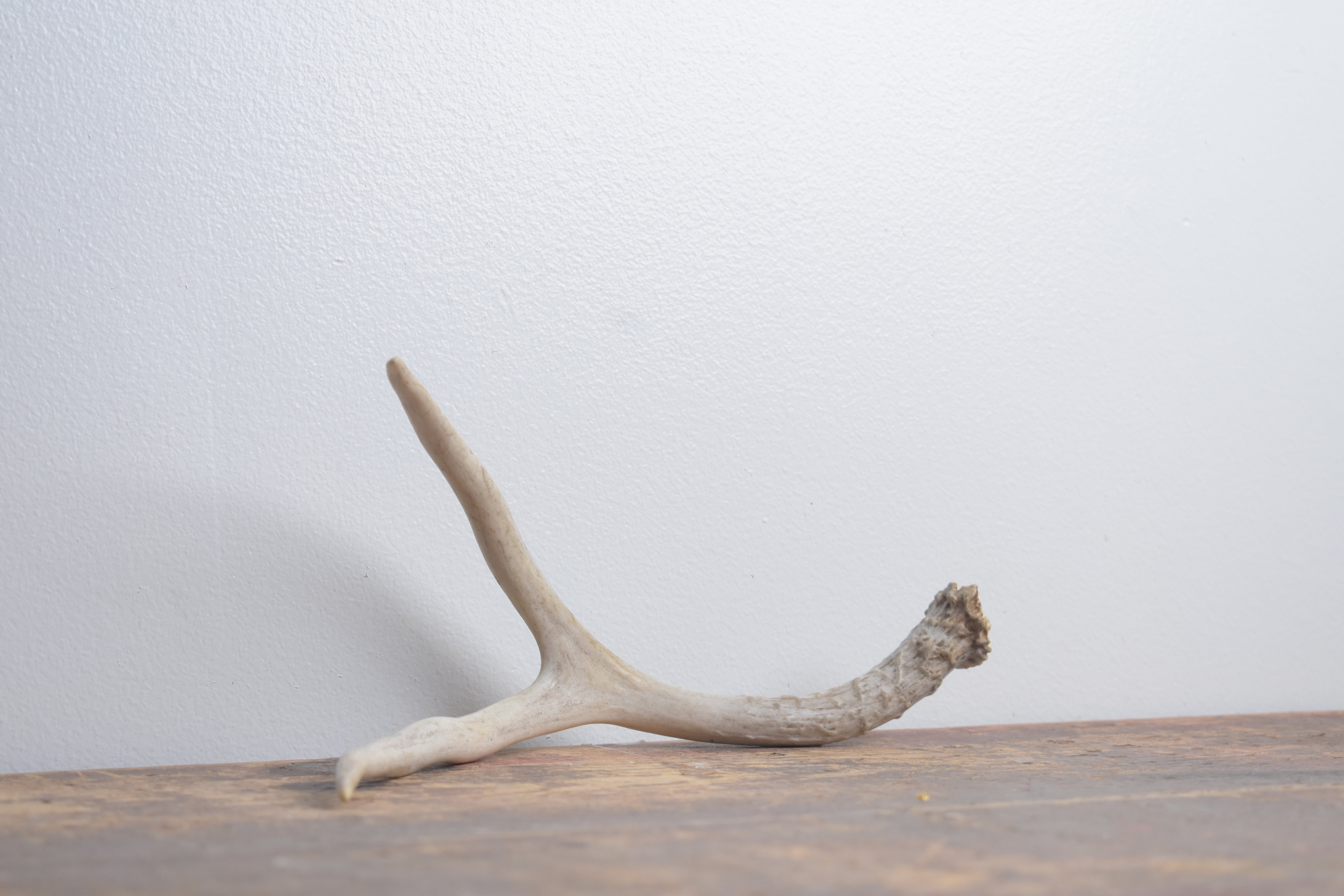 Mule Deer Antler | Small Size | 65