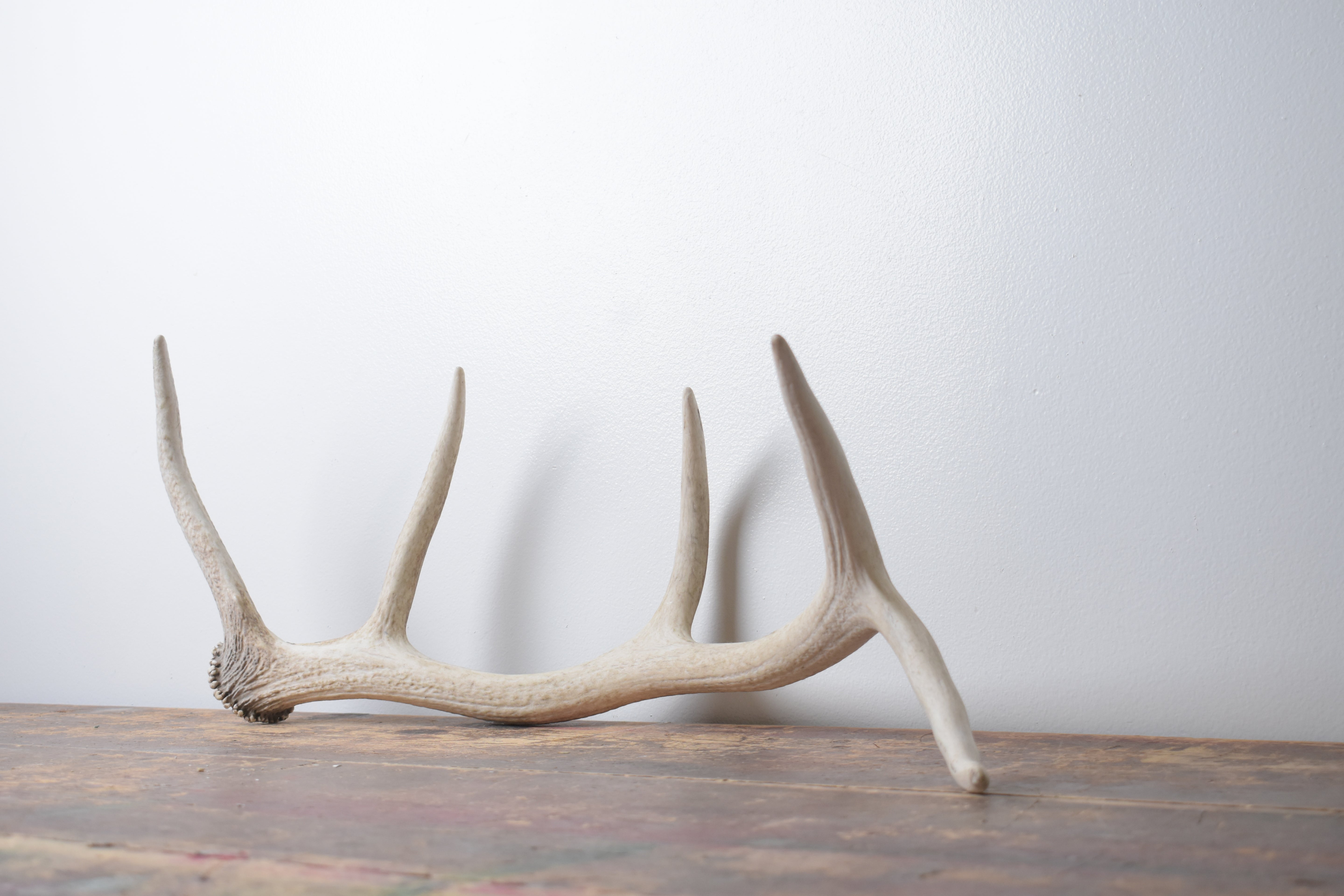 Elk Antler | Small Size | 123