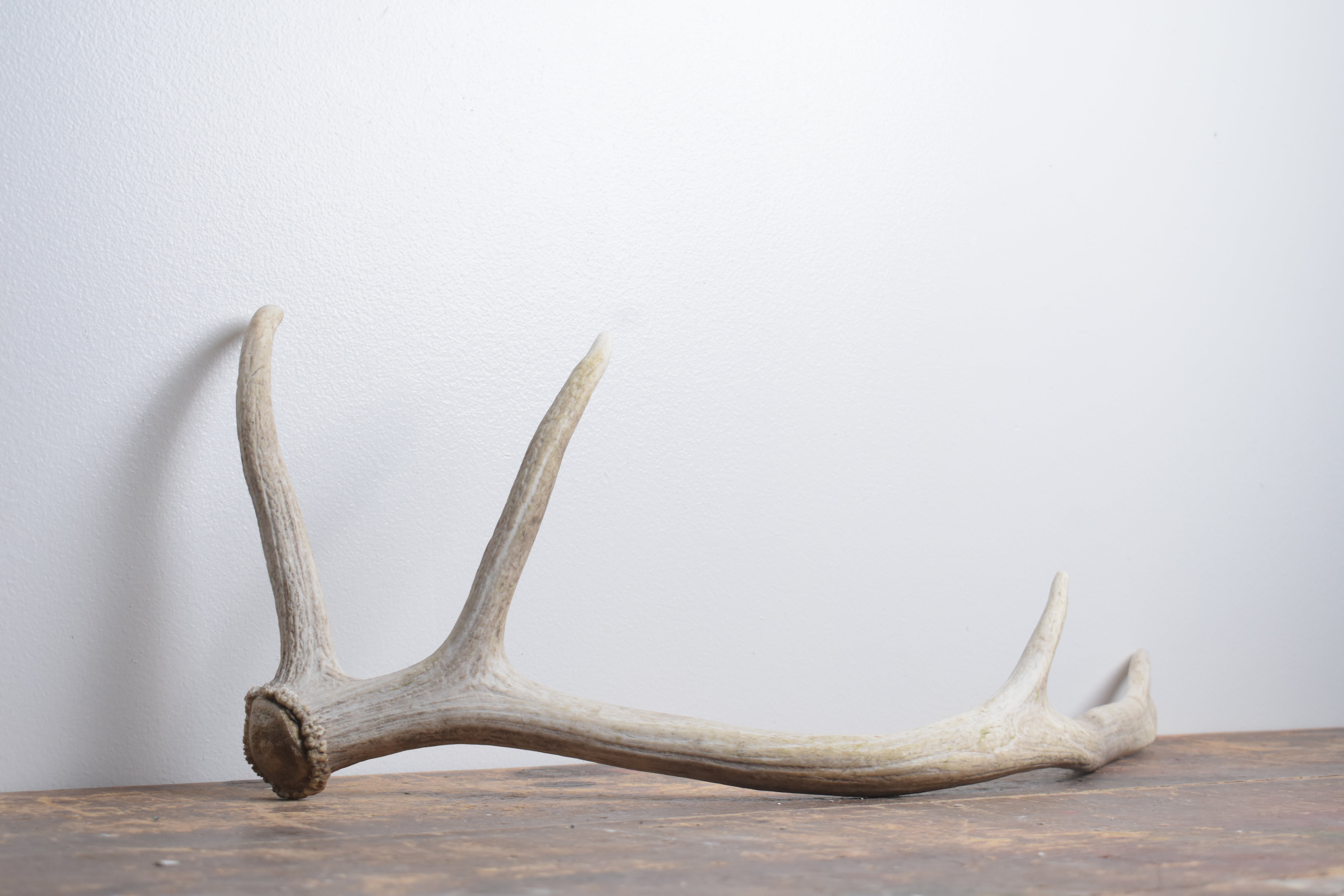 Elk Antler | Small Size | 144