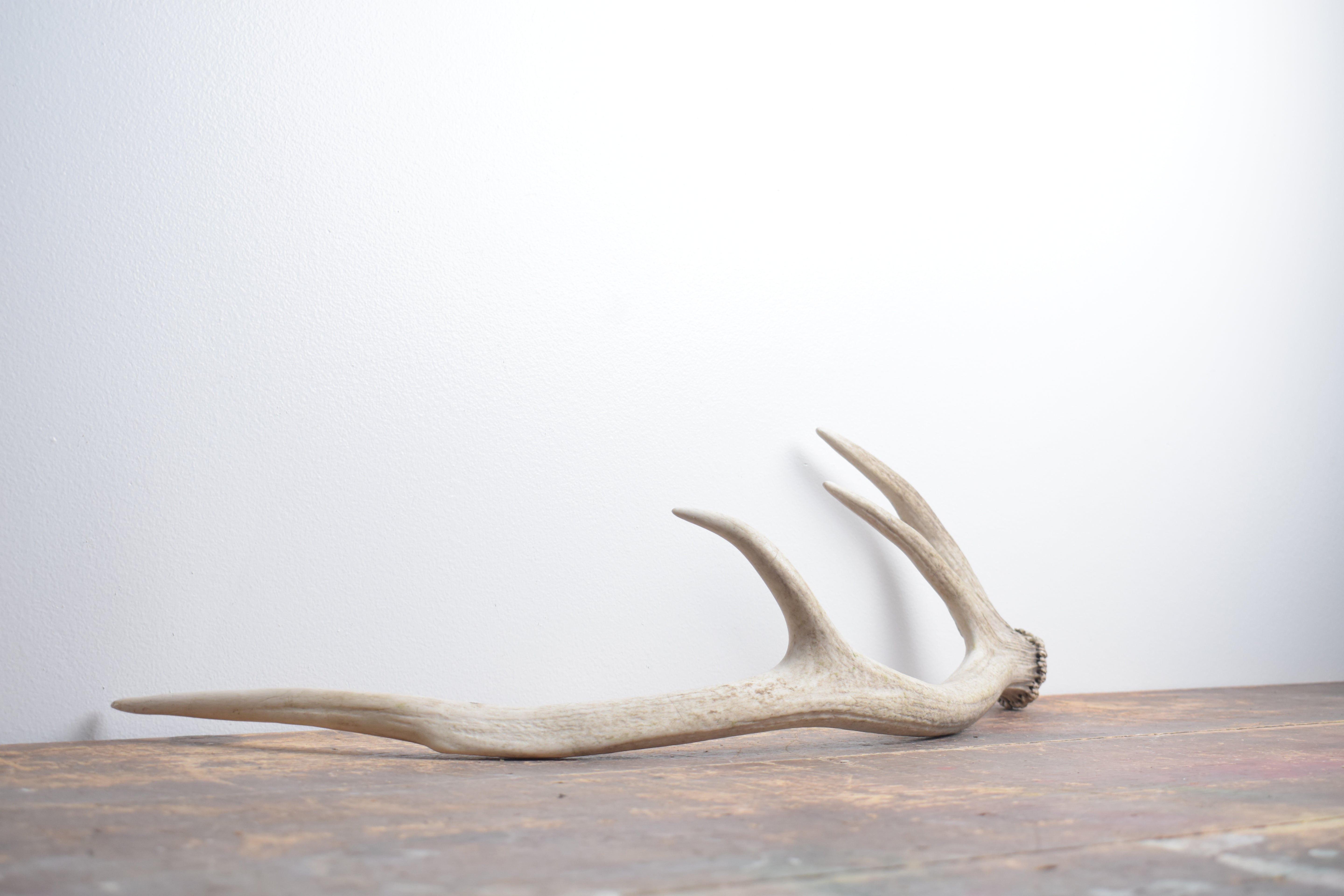 Elk Antler | Small Size | 143