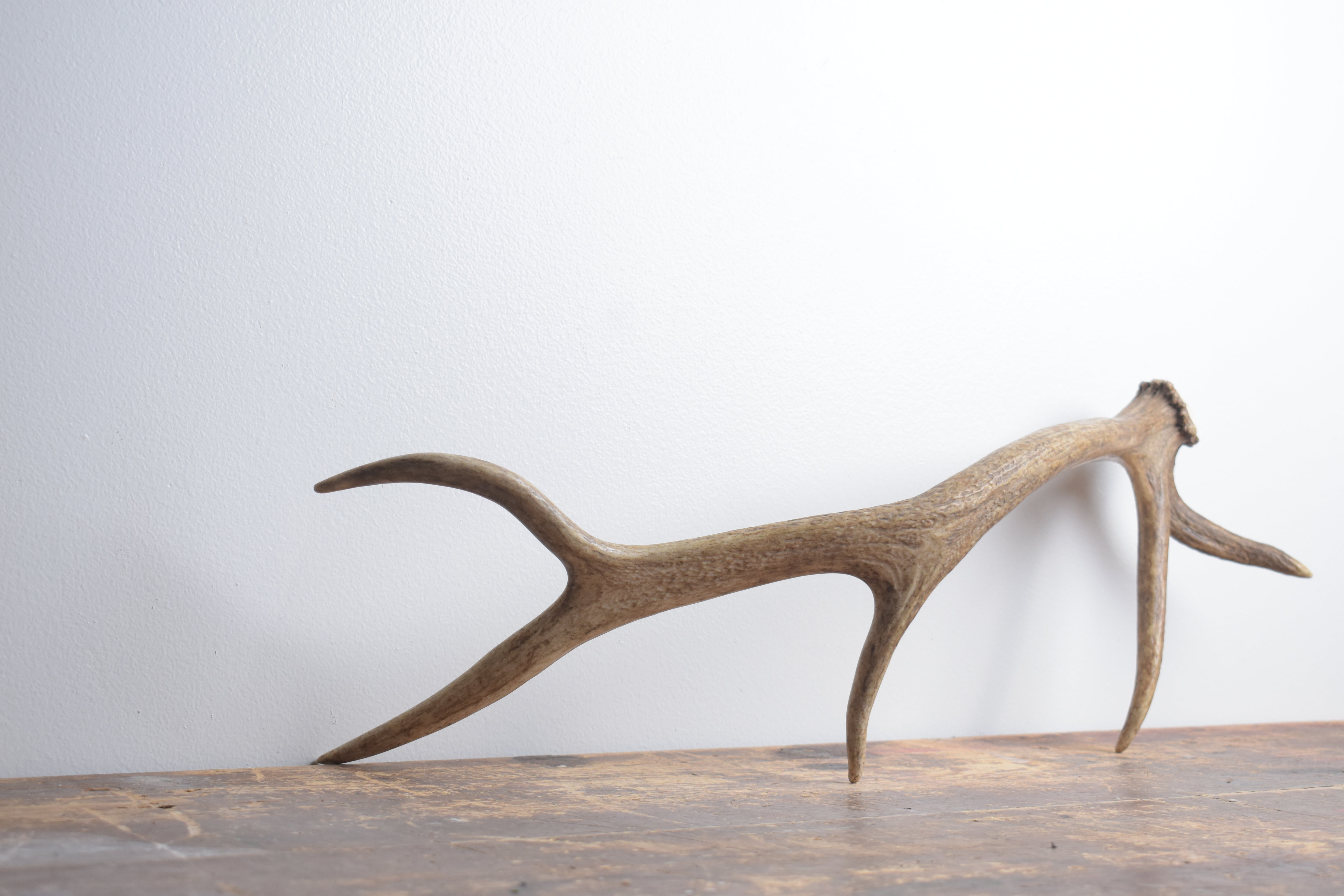Elk Antler | Small Size | 138