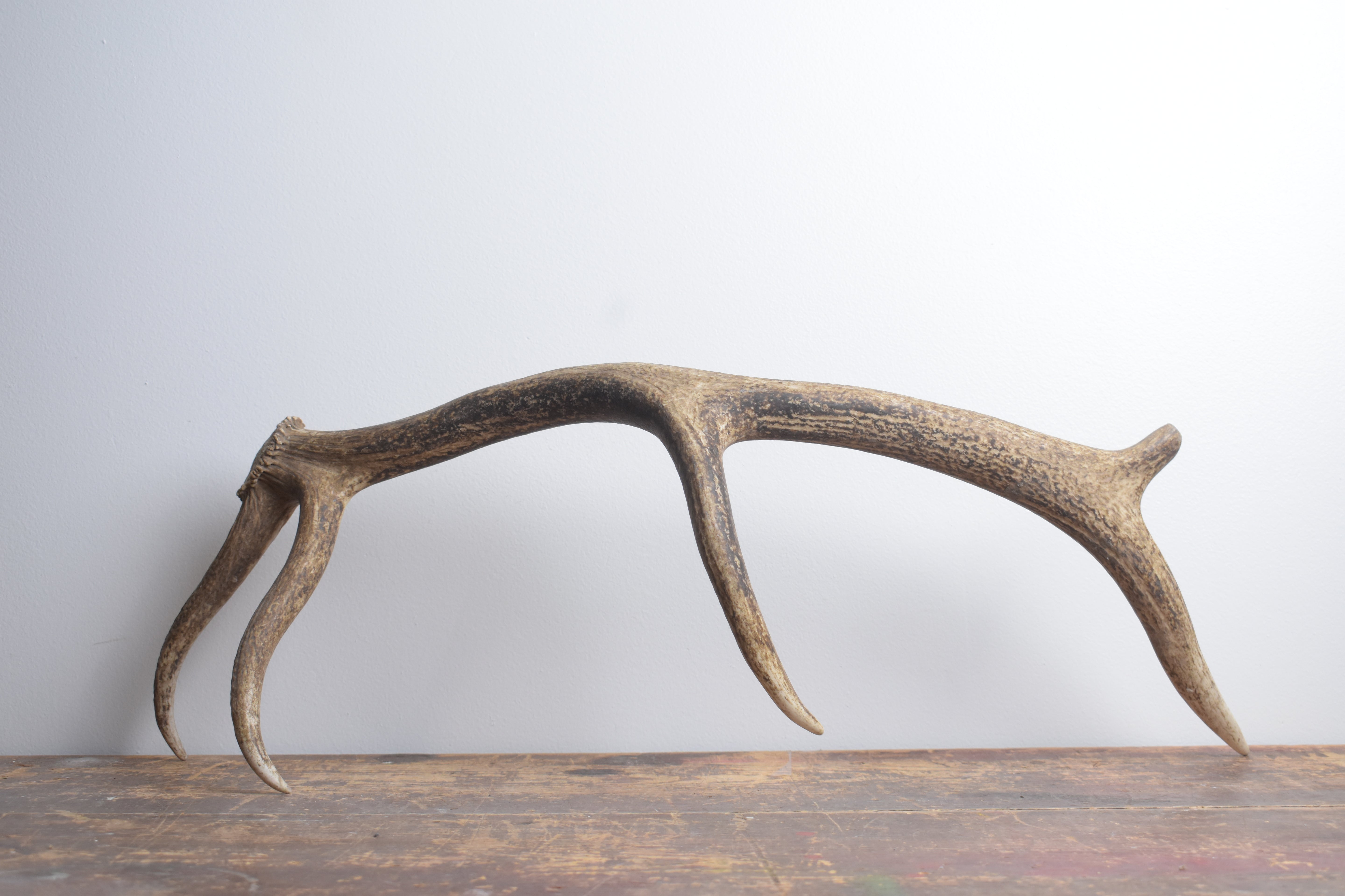Elk Antler | Small Size | 139