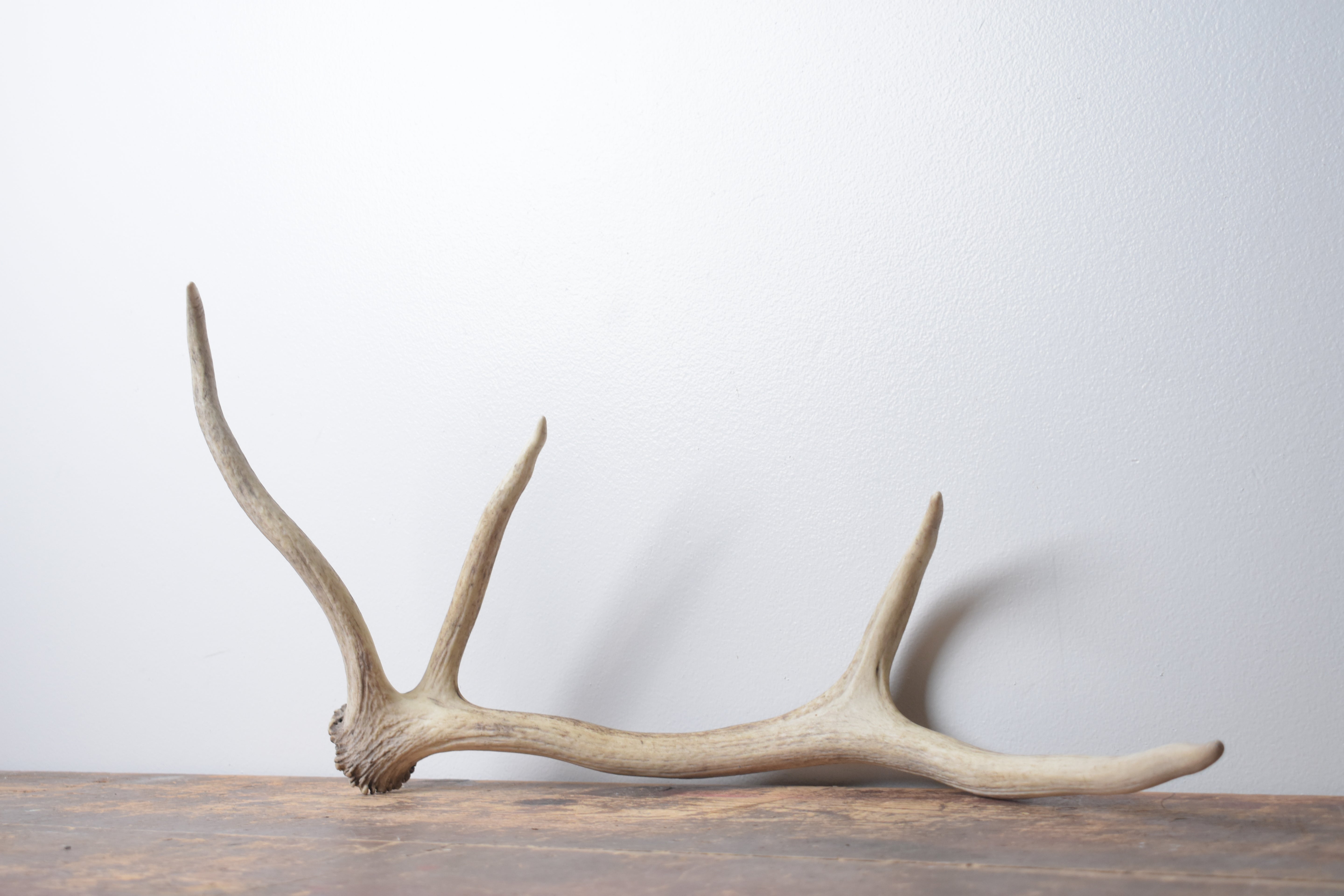Elk Antler | Small Size | 131