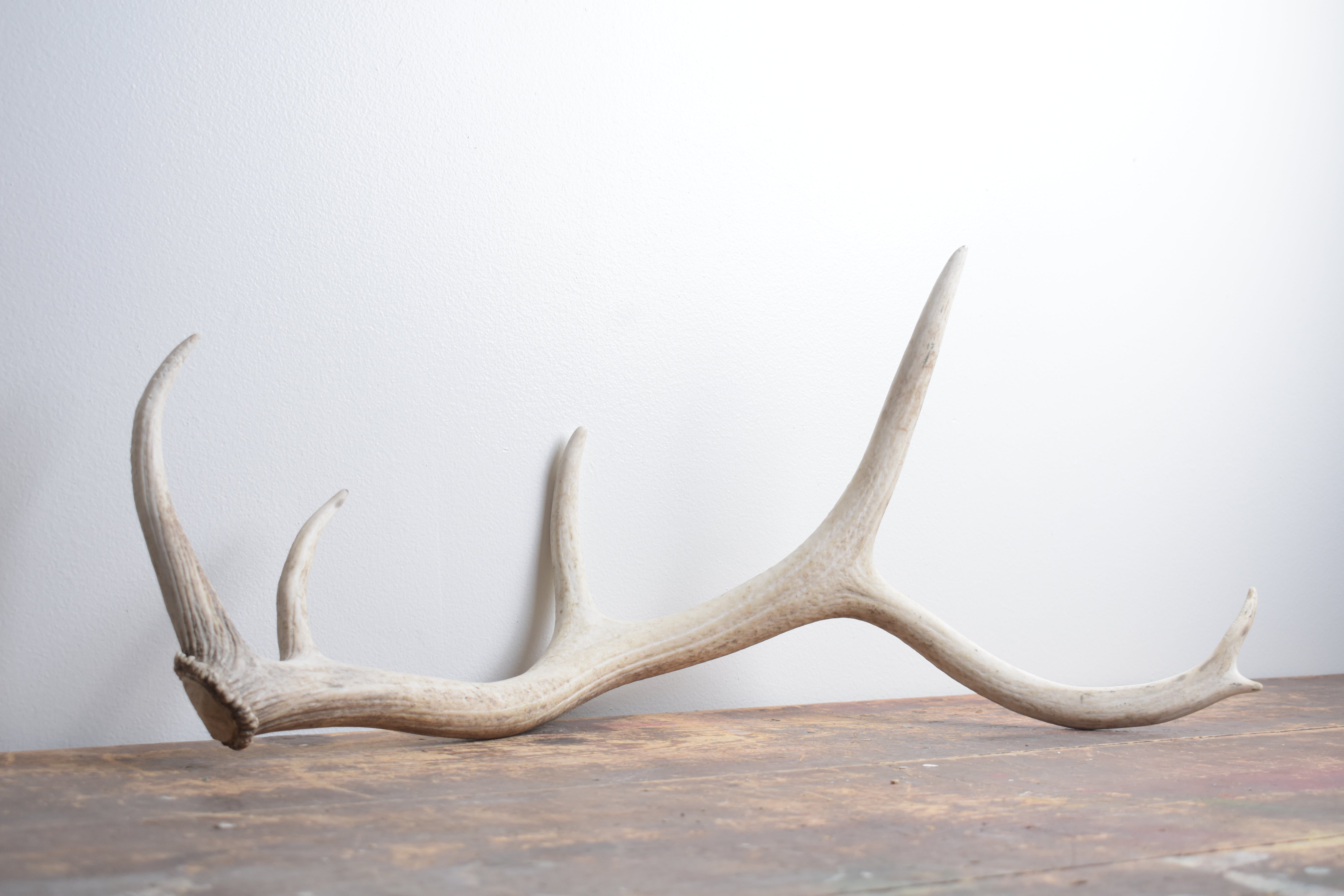 Elk Antler | Small Size | 125