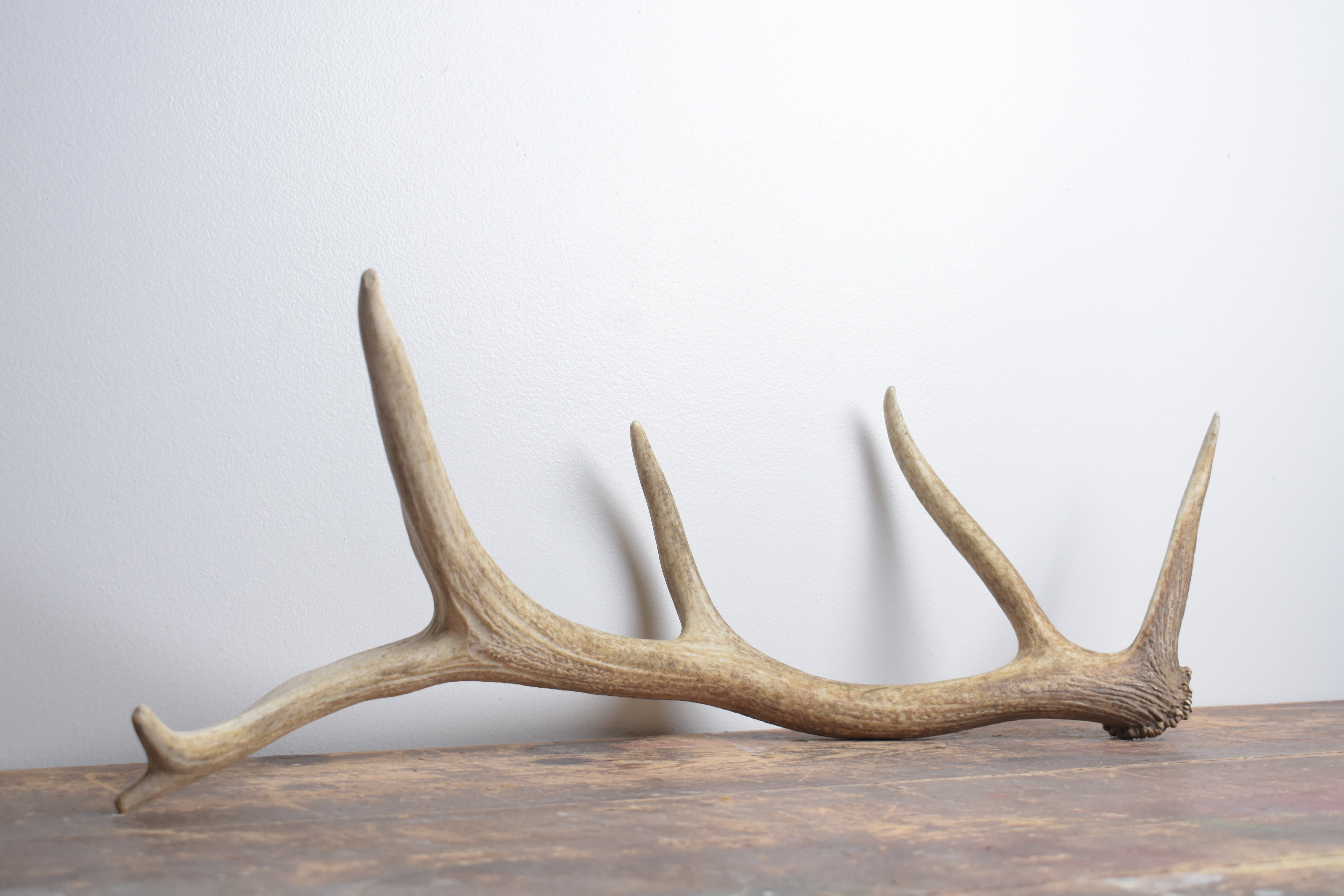 Elk Antler | Small Size | 158