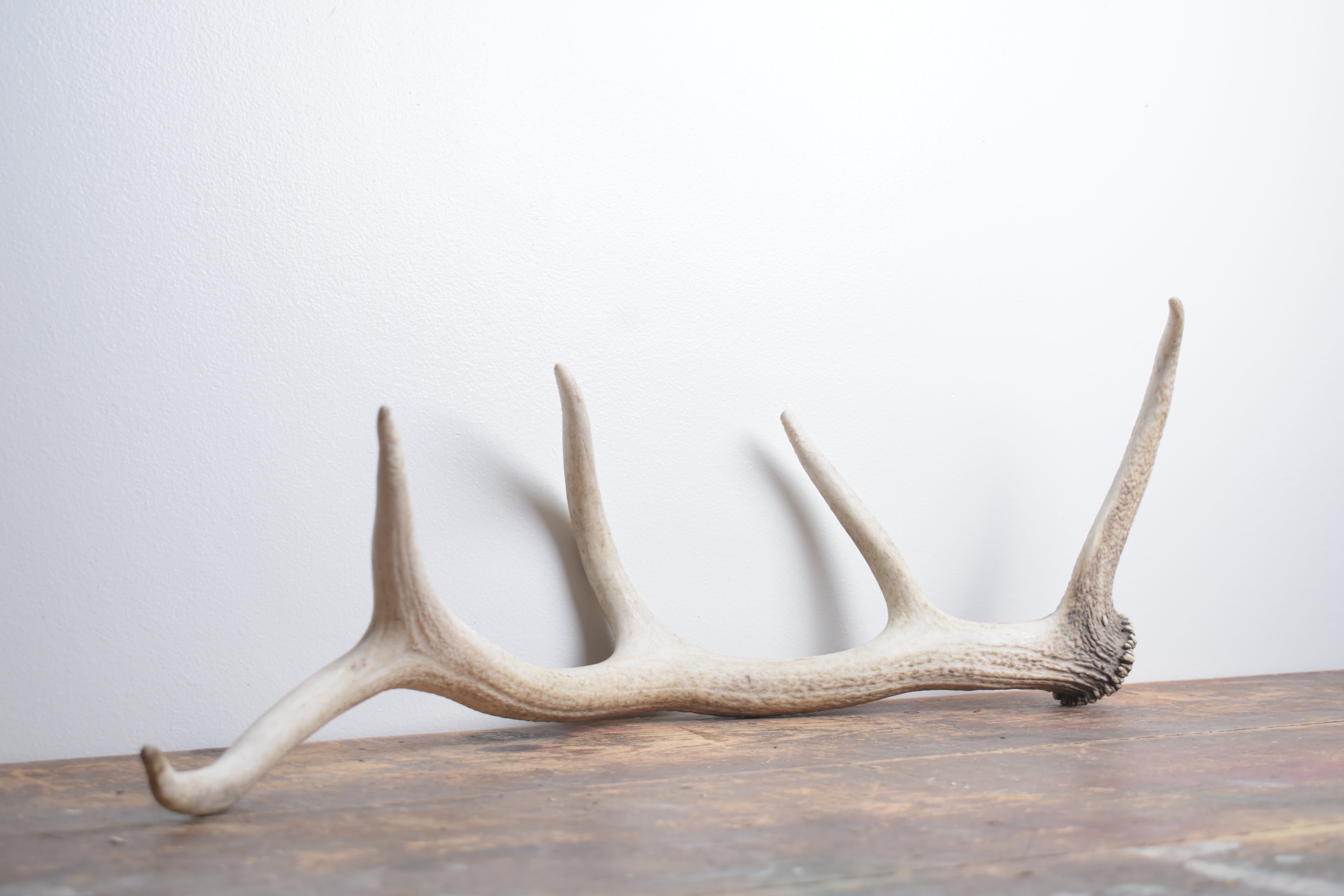 Elk Antler | Medium Size | 122