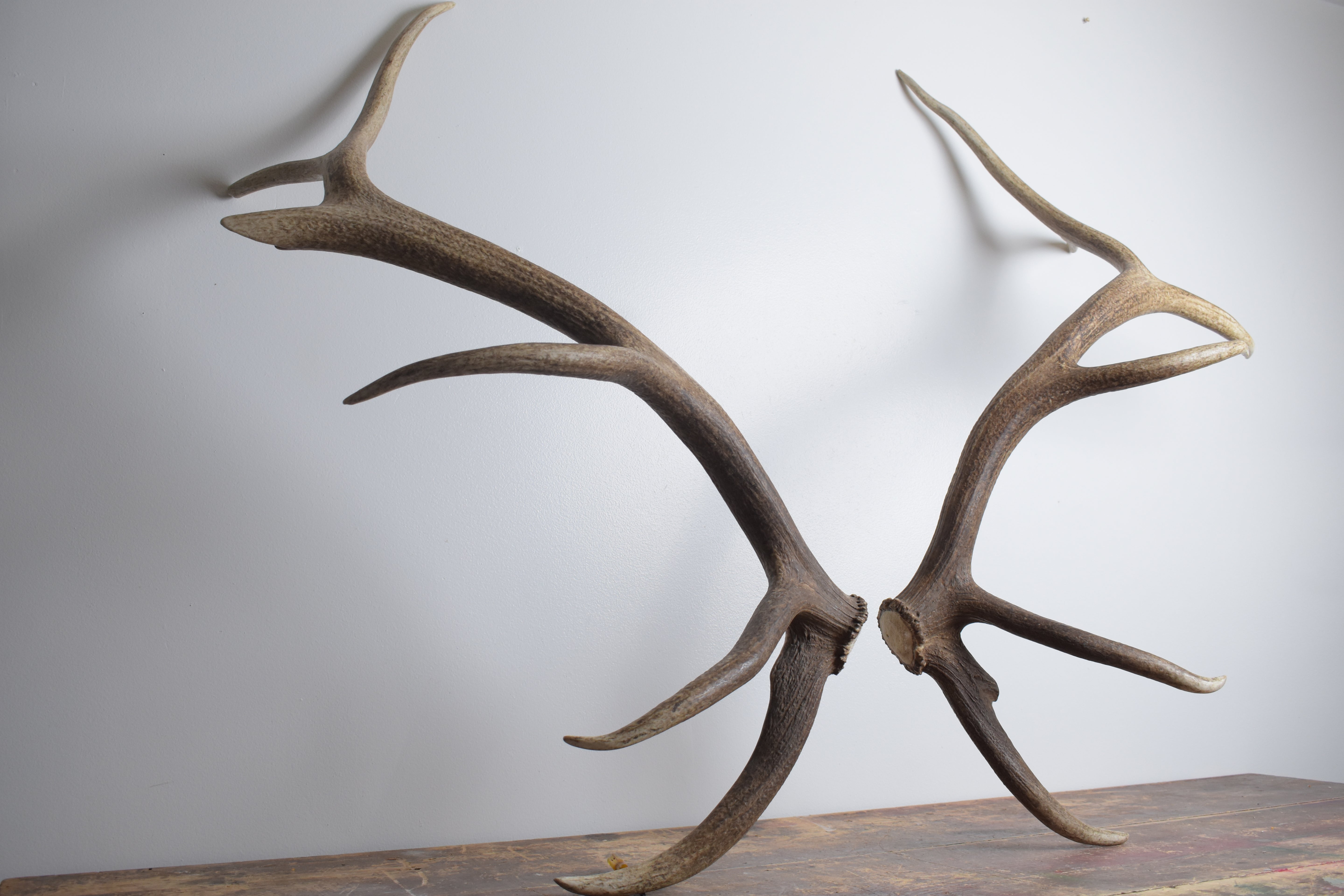 Elk Antler Set | Extra-Large | 155