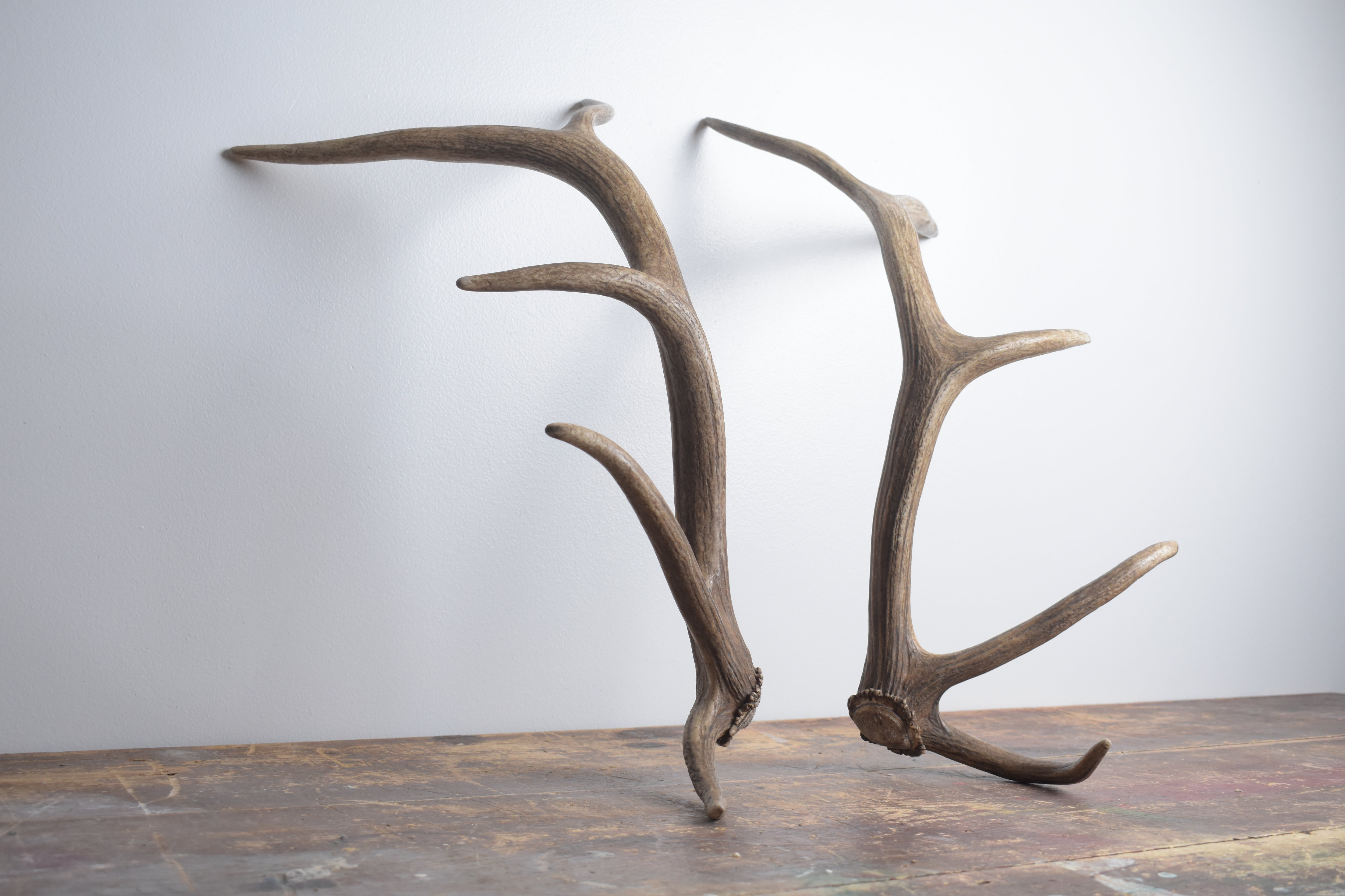 Elk Antler Set | Small | 136