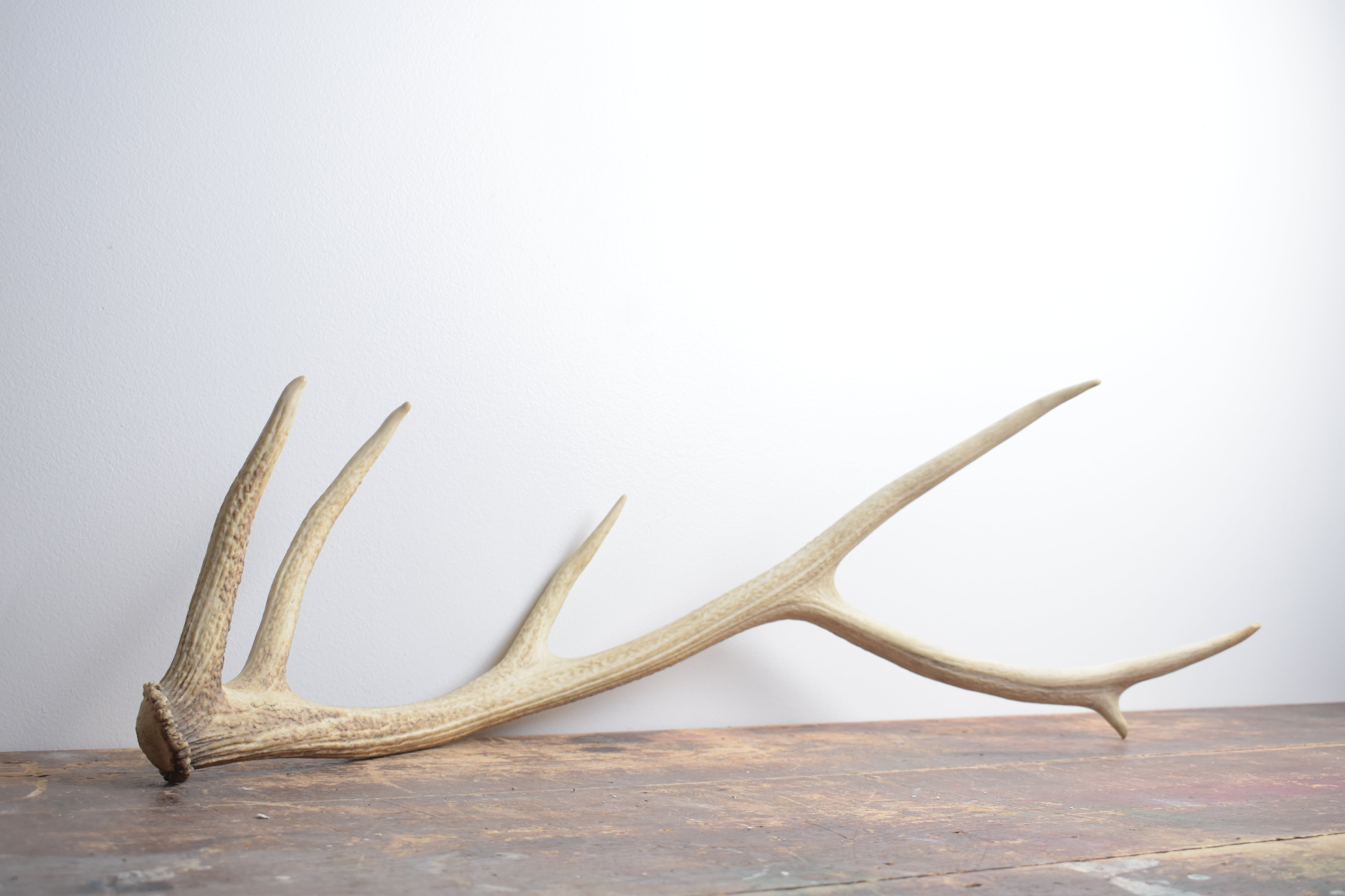 Elk Antler | Medium Size | 128