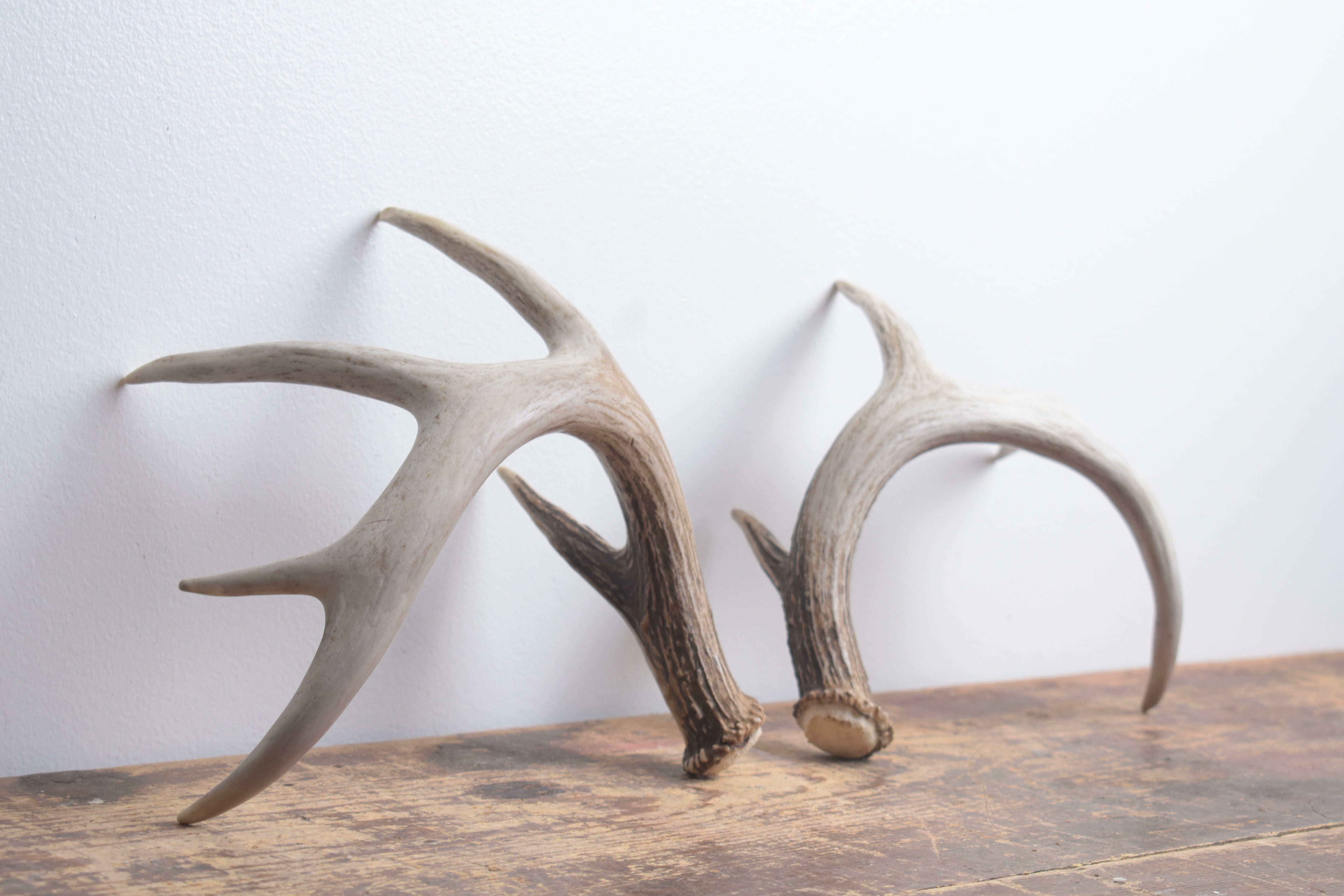 Whitetail Deer Antler Set | Small | 3