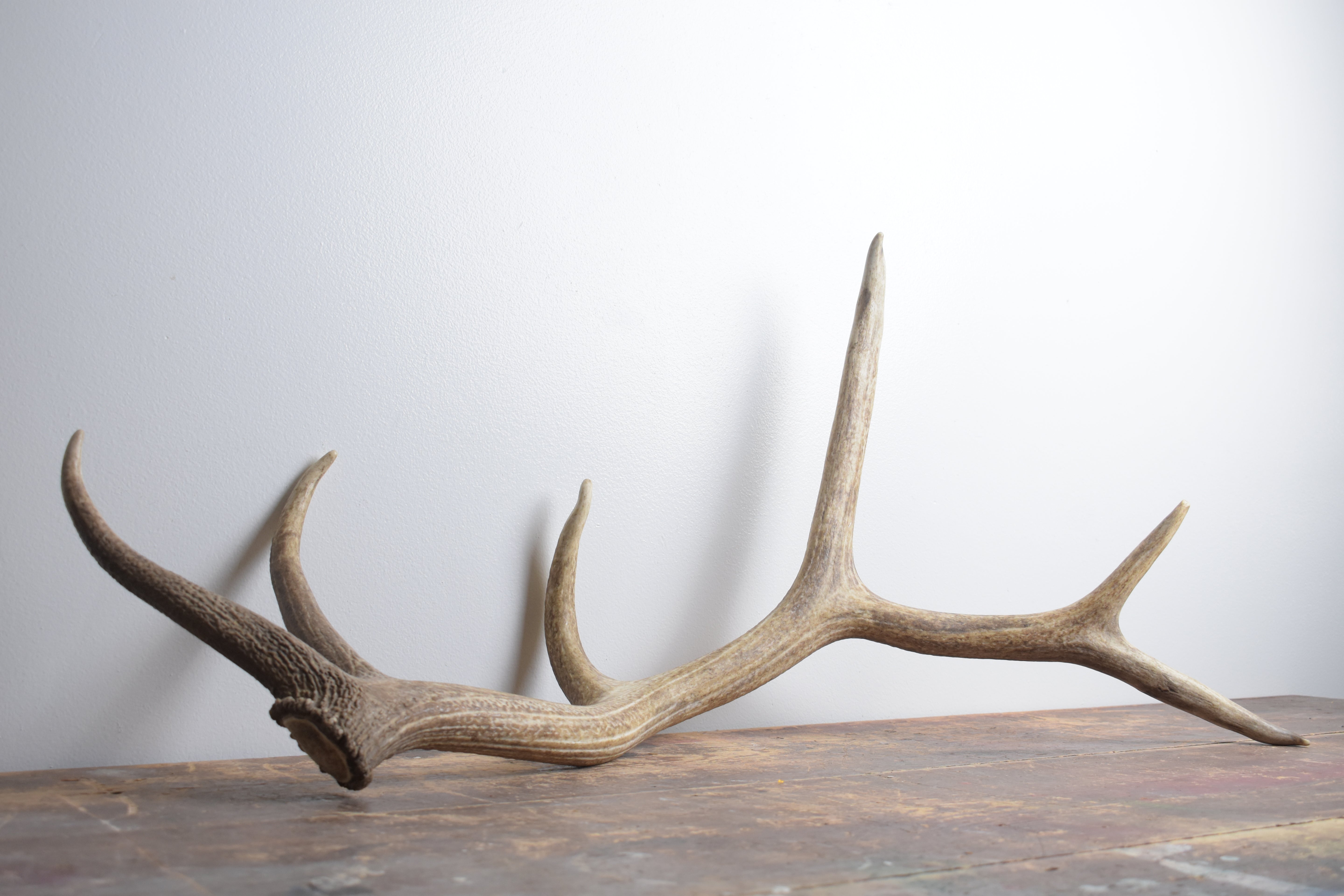 Elk Antler | Medium Size | 160