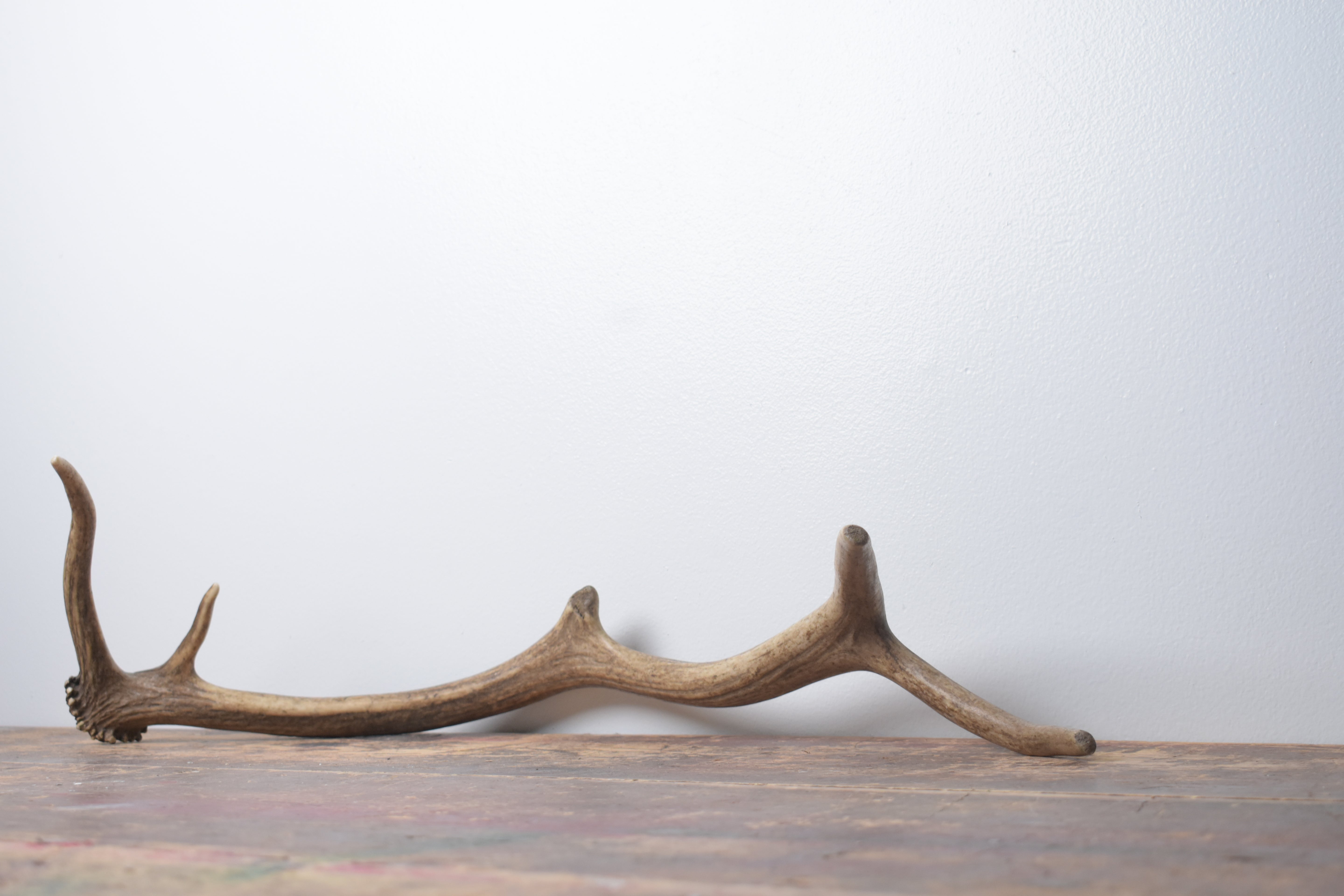 Elk Antler | Small Size | 150