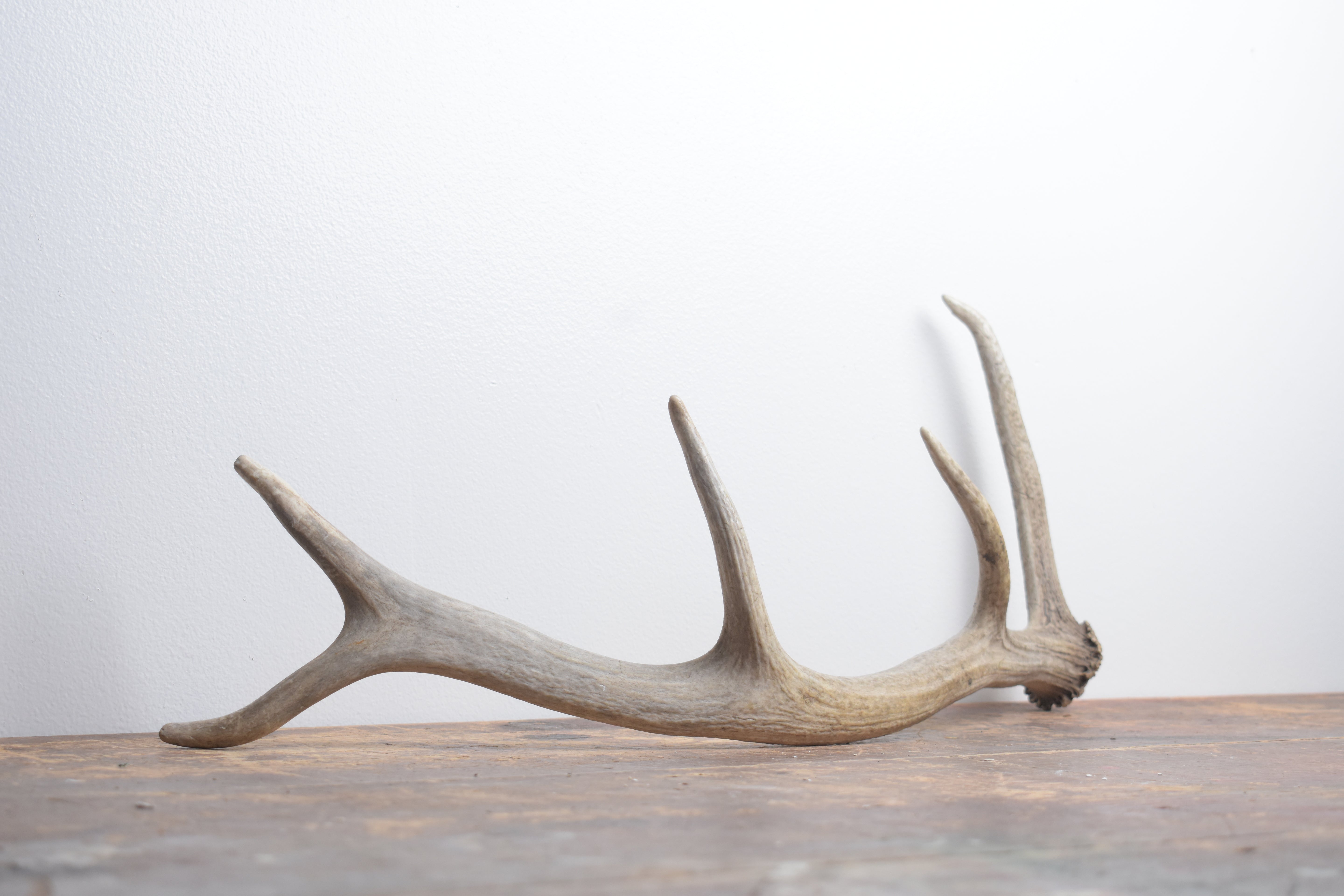 Elk Antler | Small Size | 133