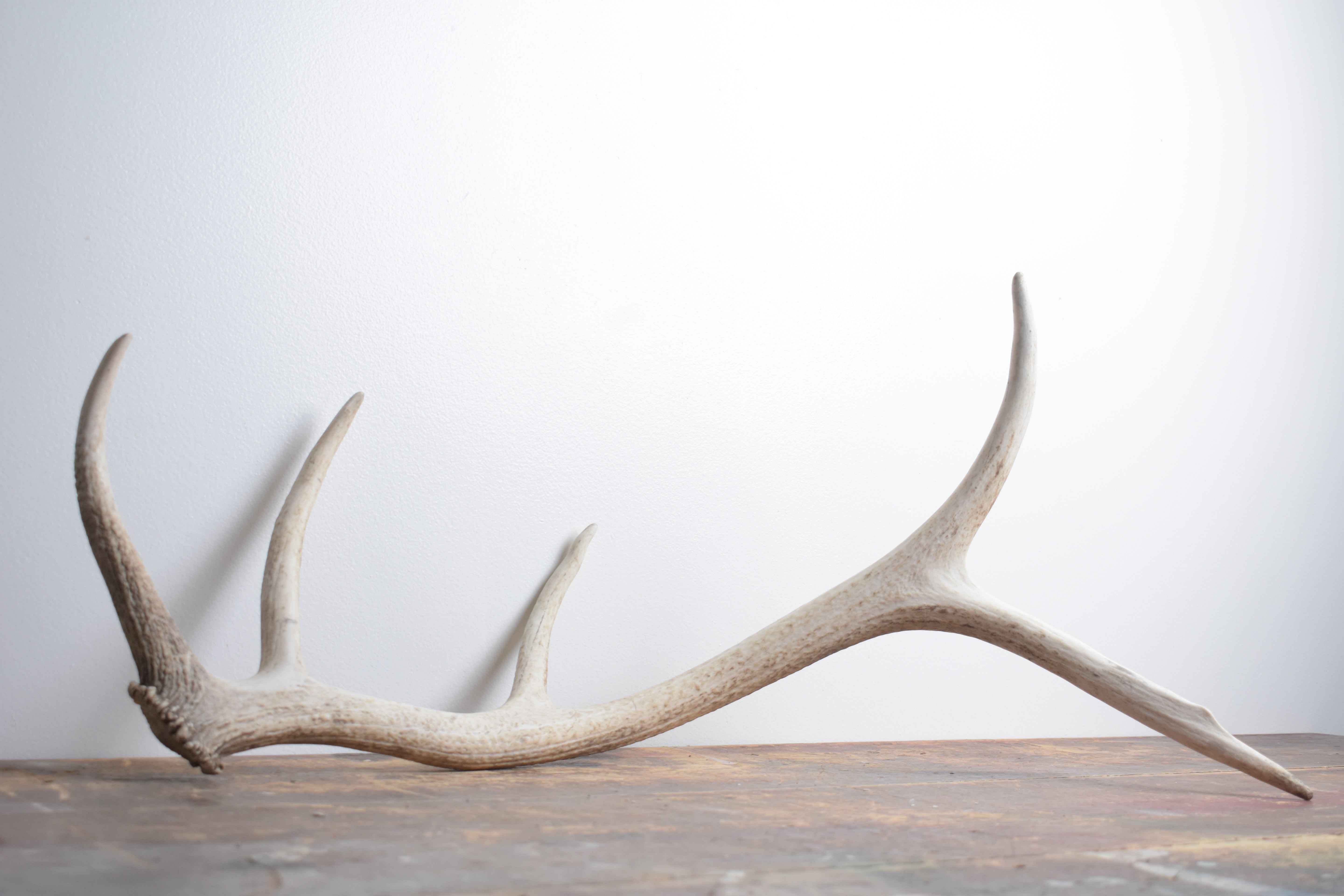 Elk Antler | Medium Size | 121