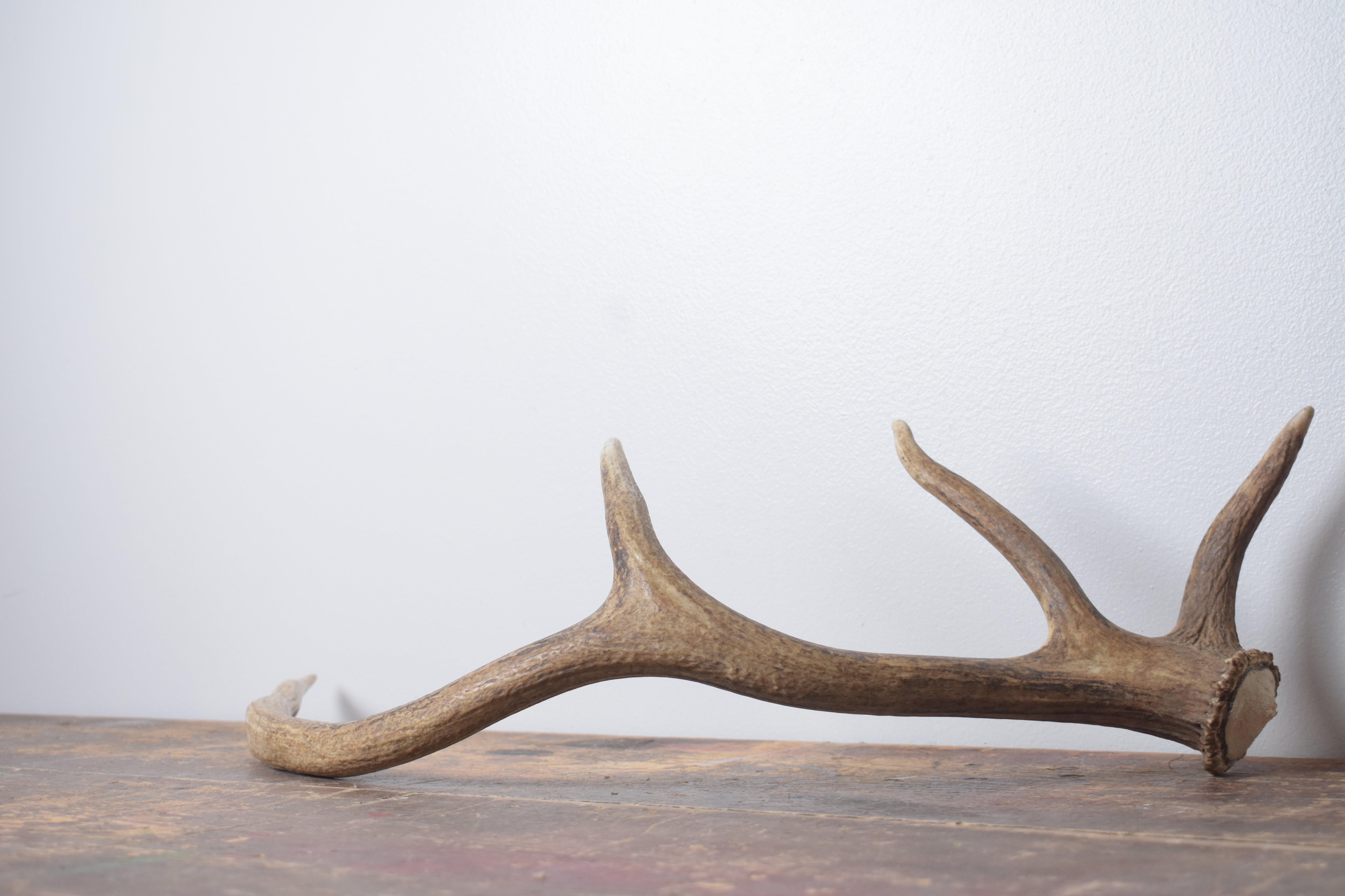 Elk Antler | Small Size | 137