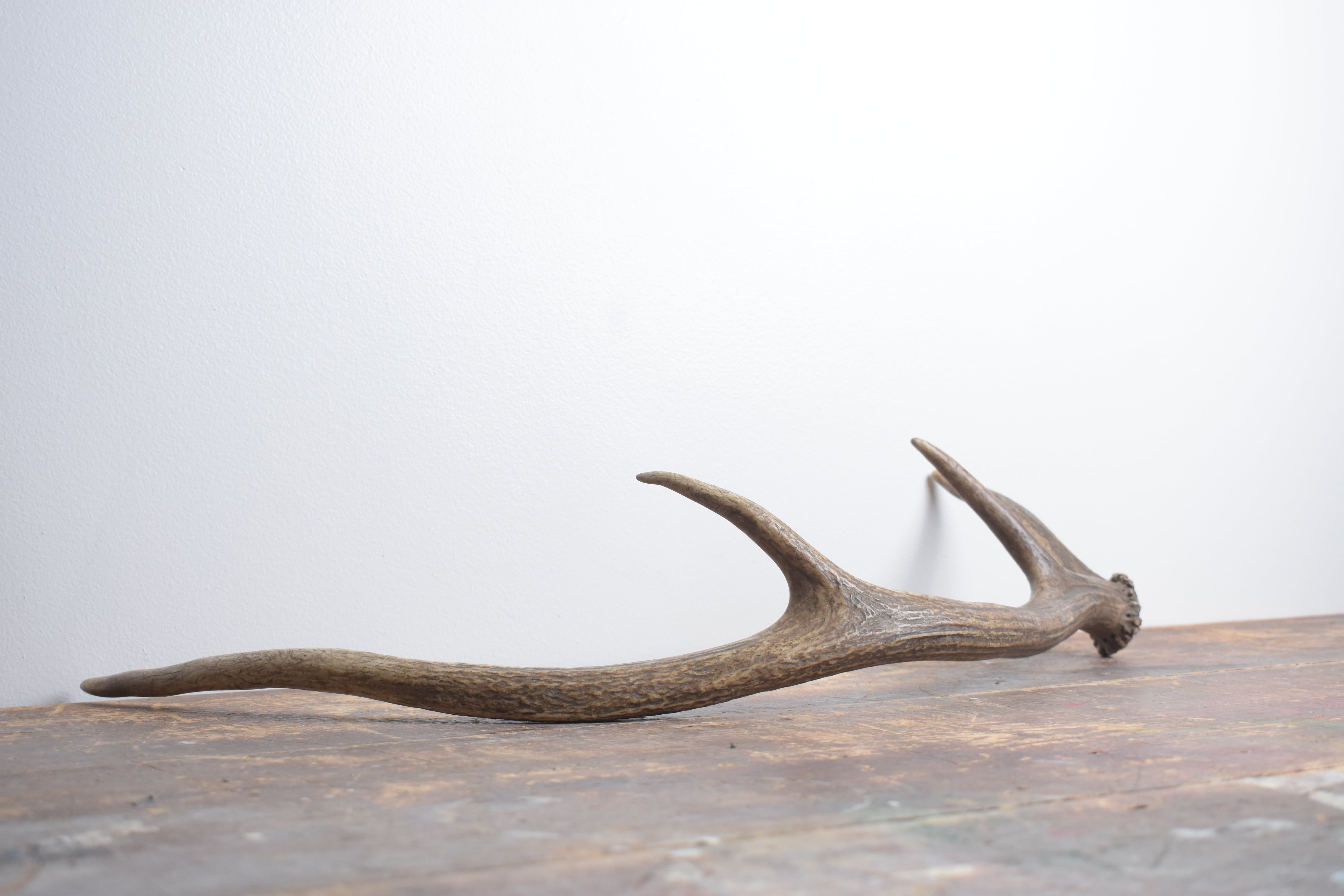 Elk Antler | Small Size | 134