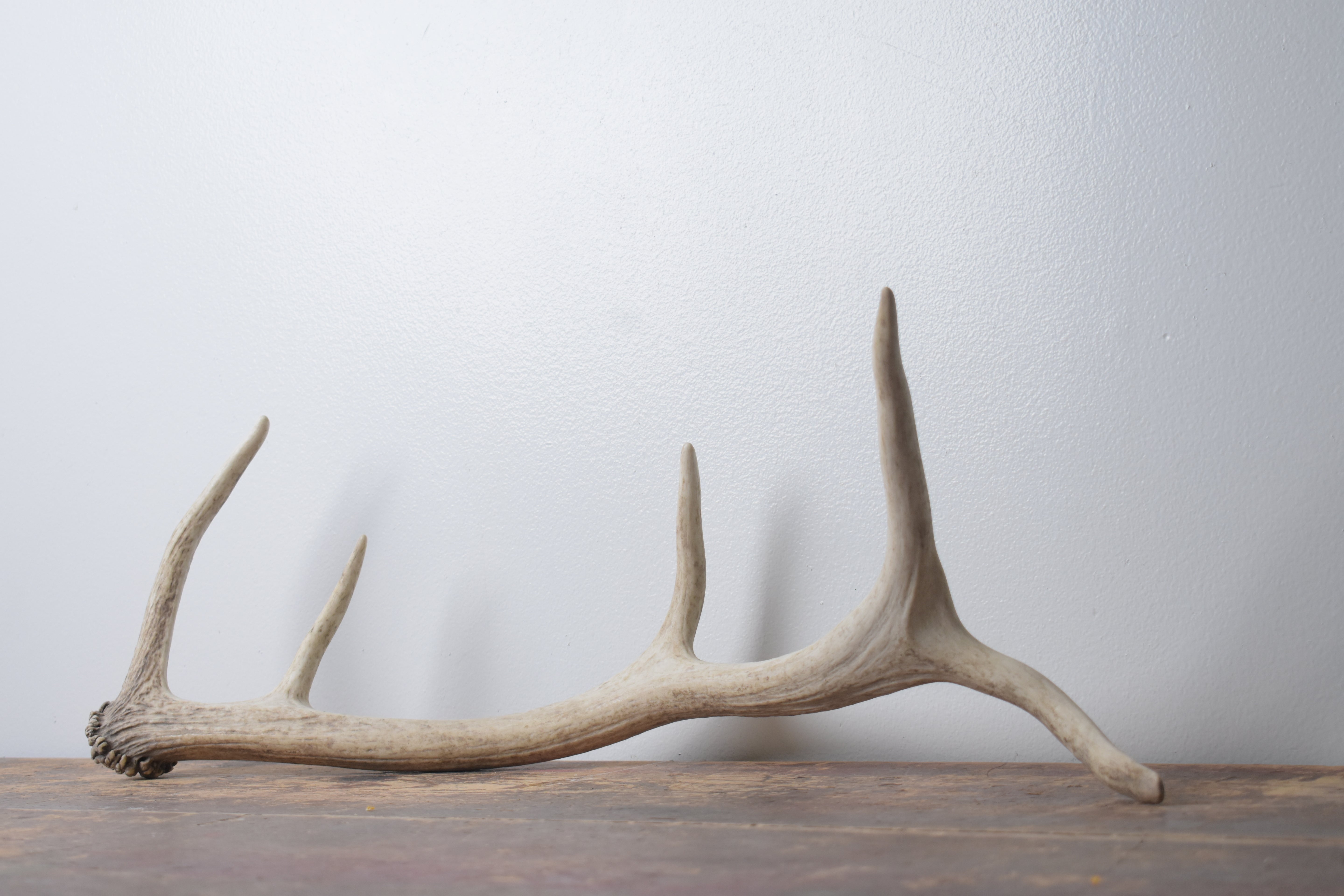 Elk Antler | Small Size | 157