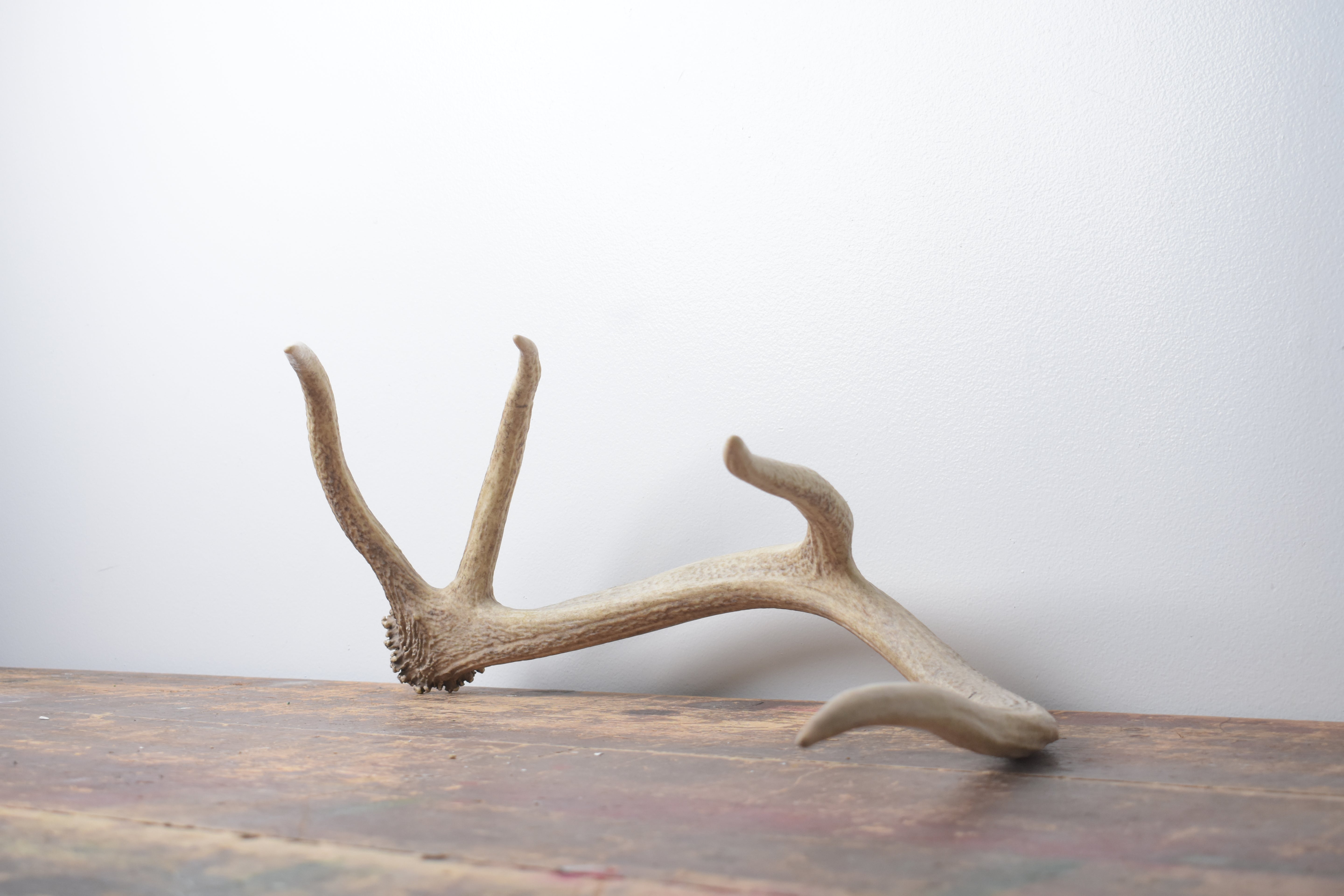 Elk Antler | Small Size | 129