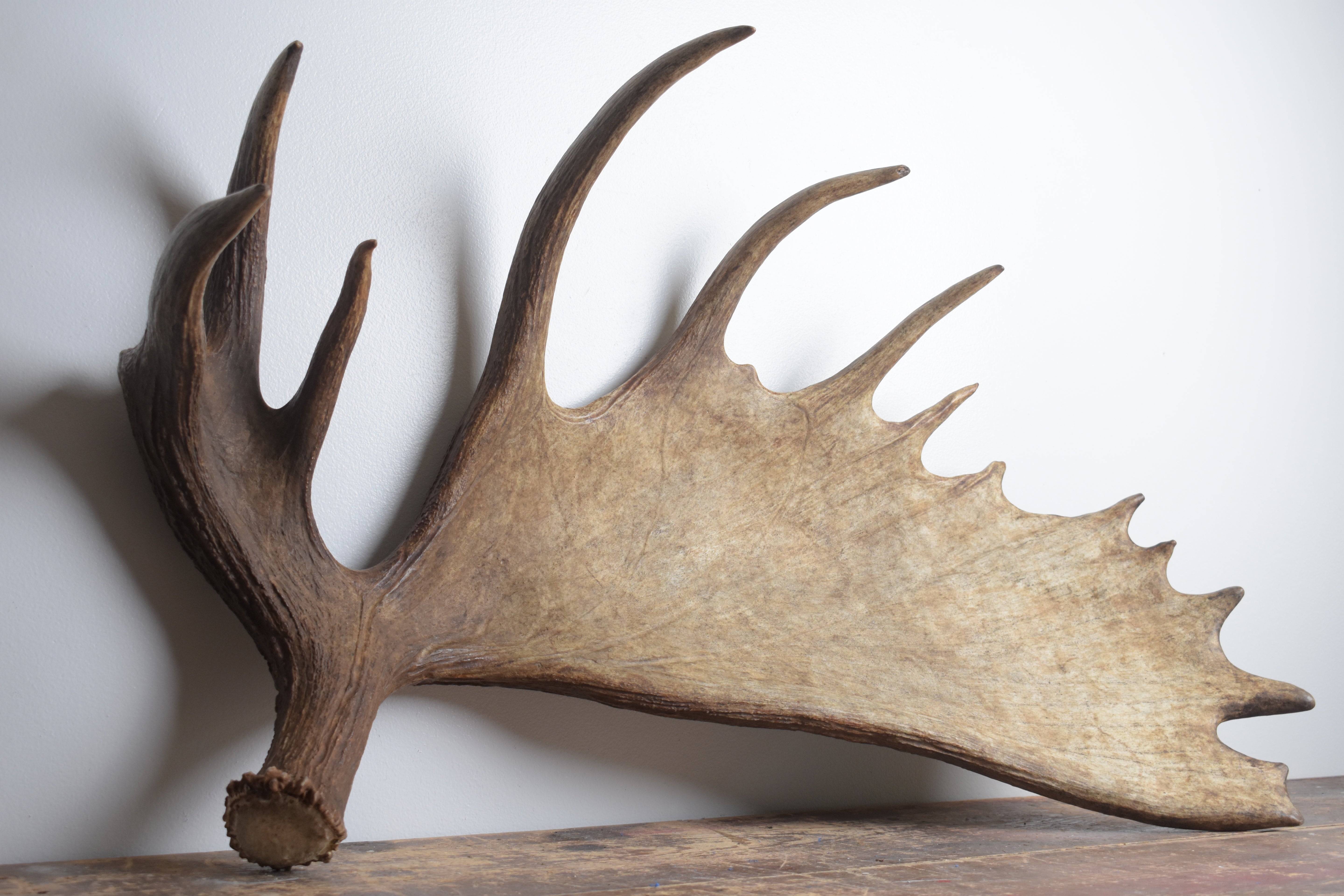 Moose Antler | Extra-Large | 14