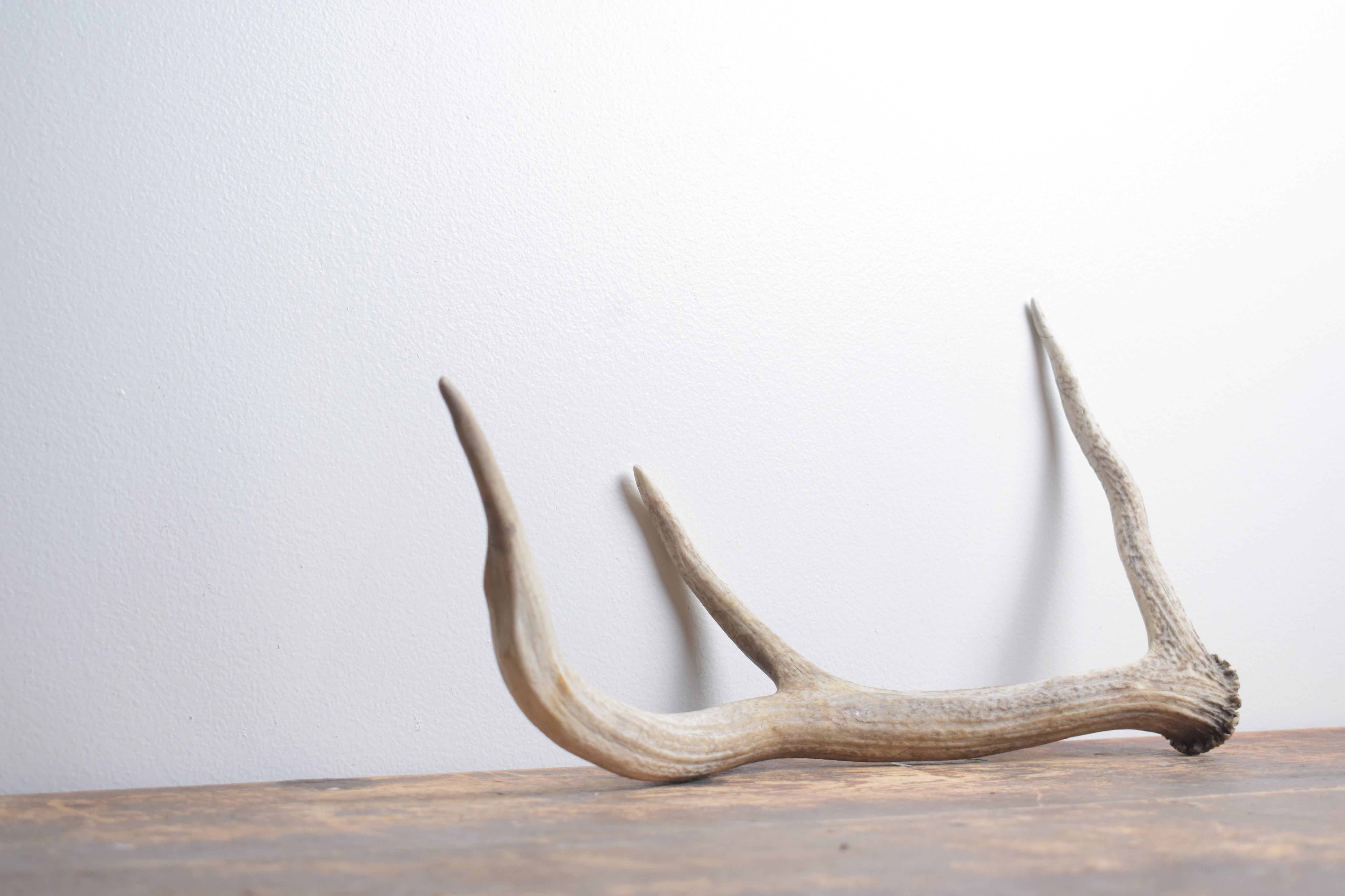 Elk Antler | Small Size | 126