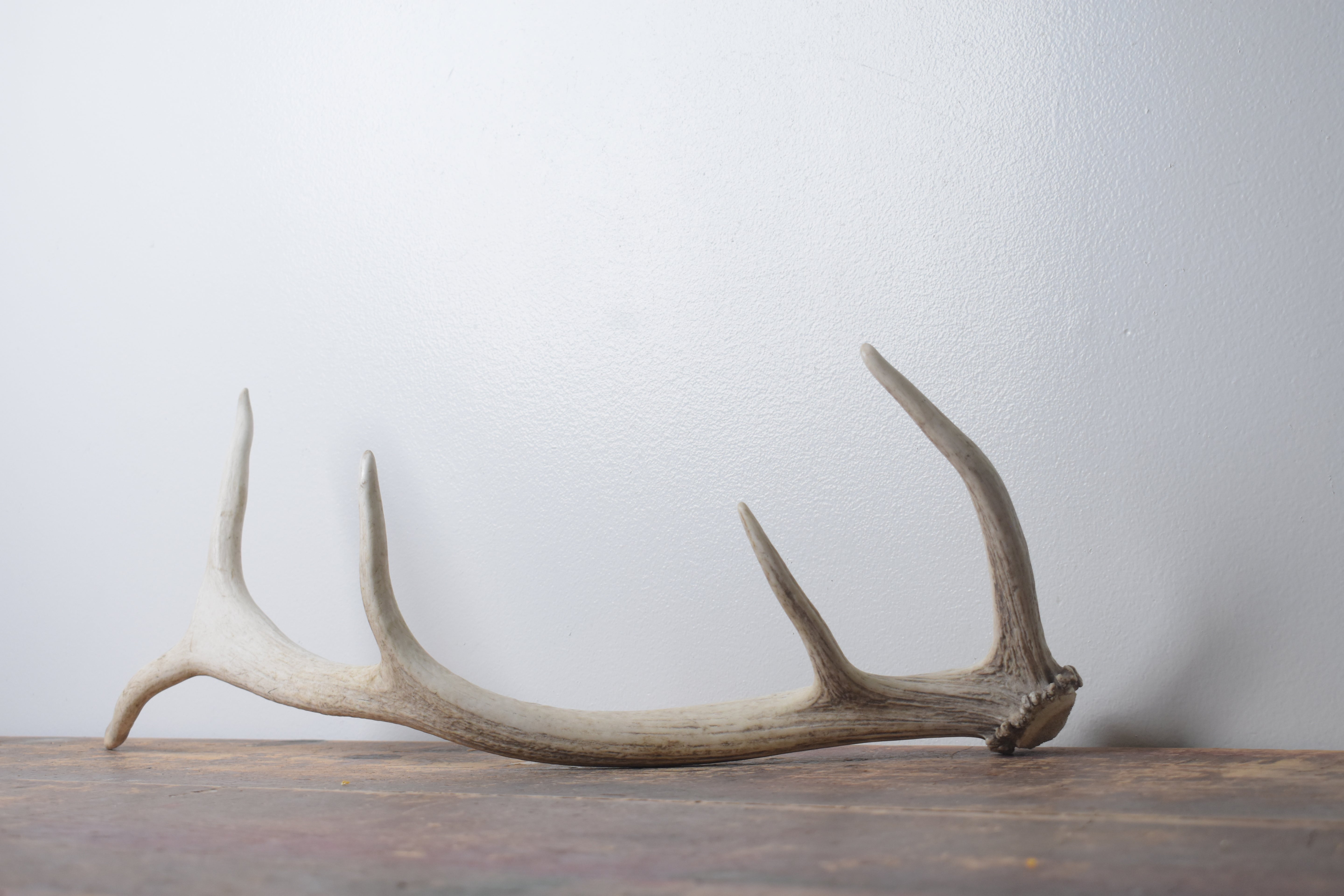 Elk Antler | Small Size | 157