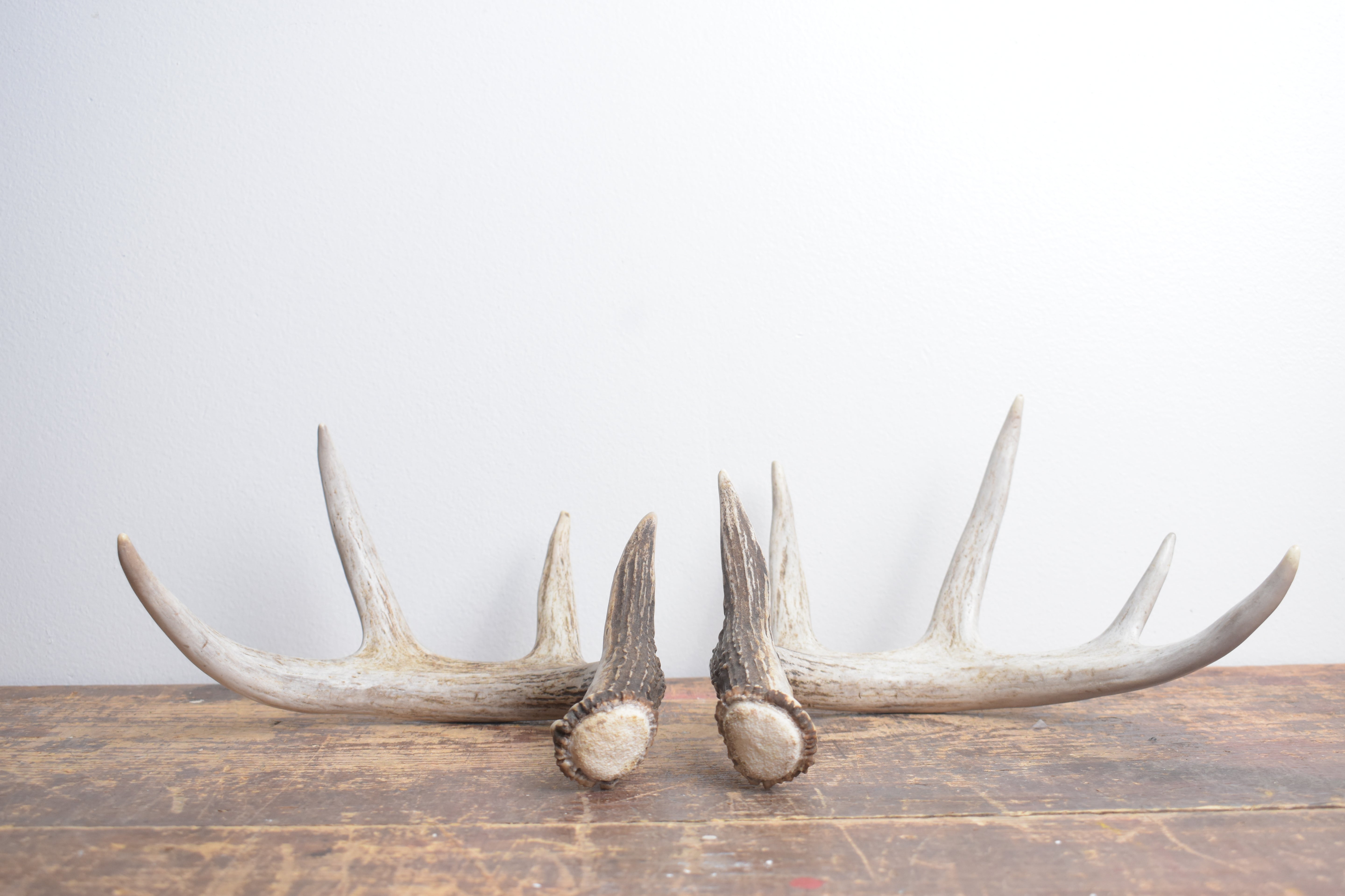 Whitetail Deer Antler Set | Small | 3