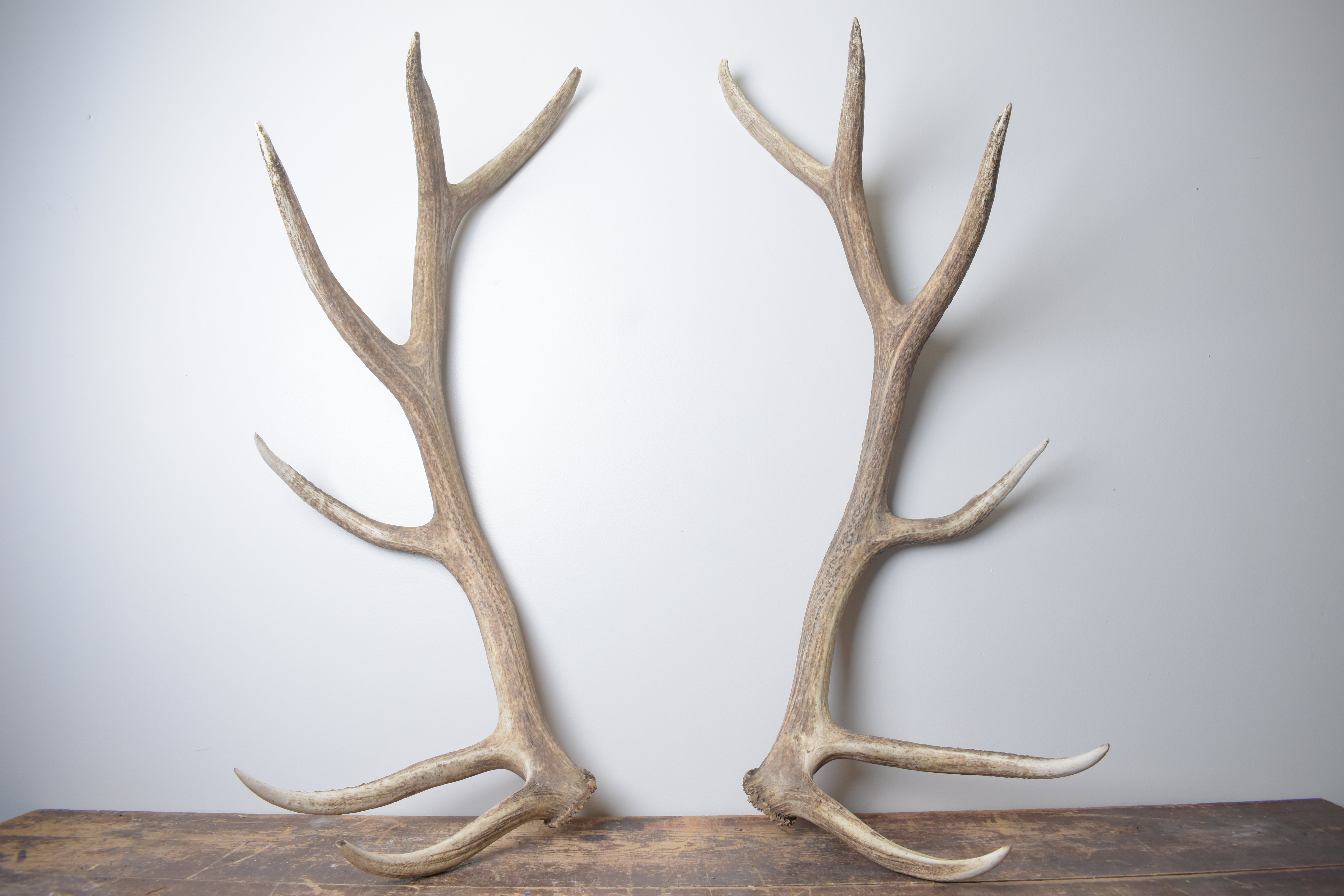 Elk Antler Set | Extra-Large | 166