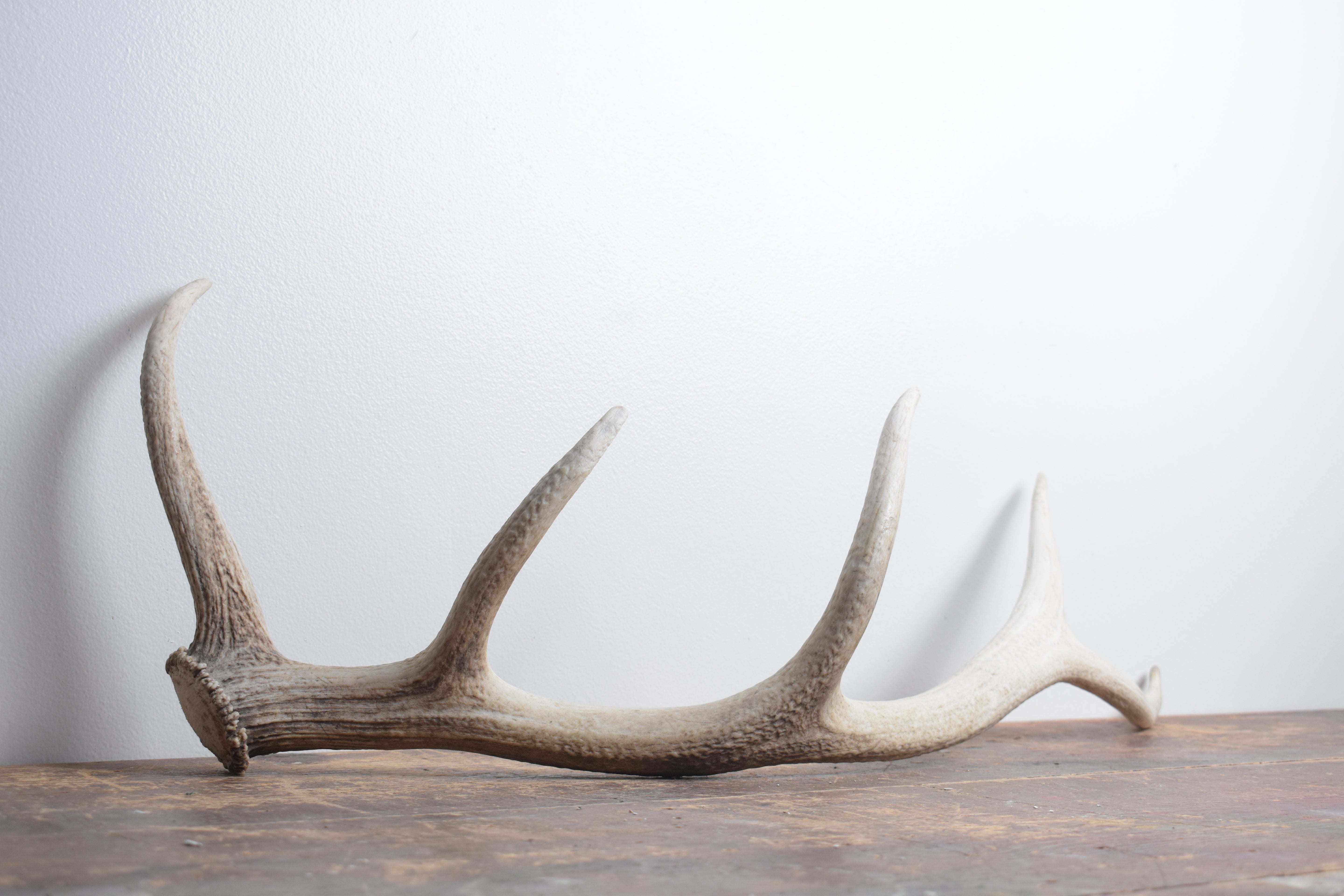 Elk Antler | Medium Size | 122