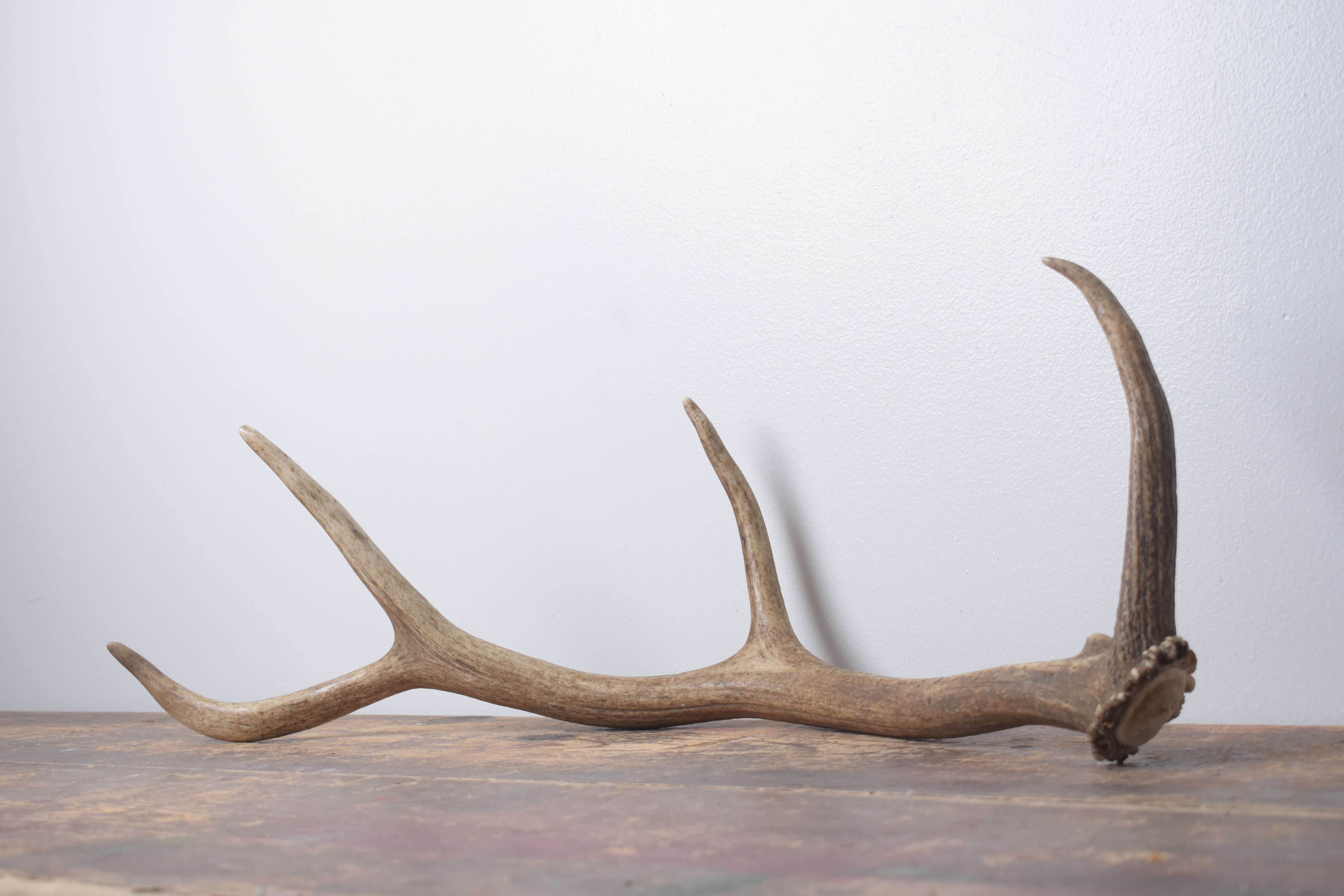 Elk Antler | Small Size | 149