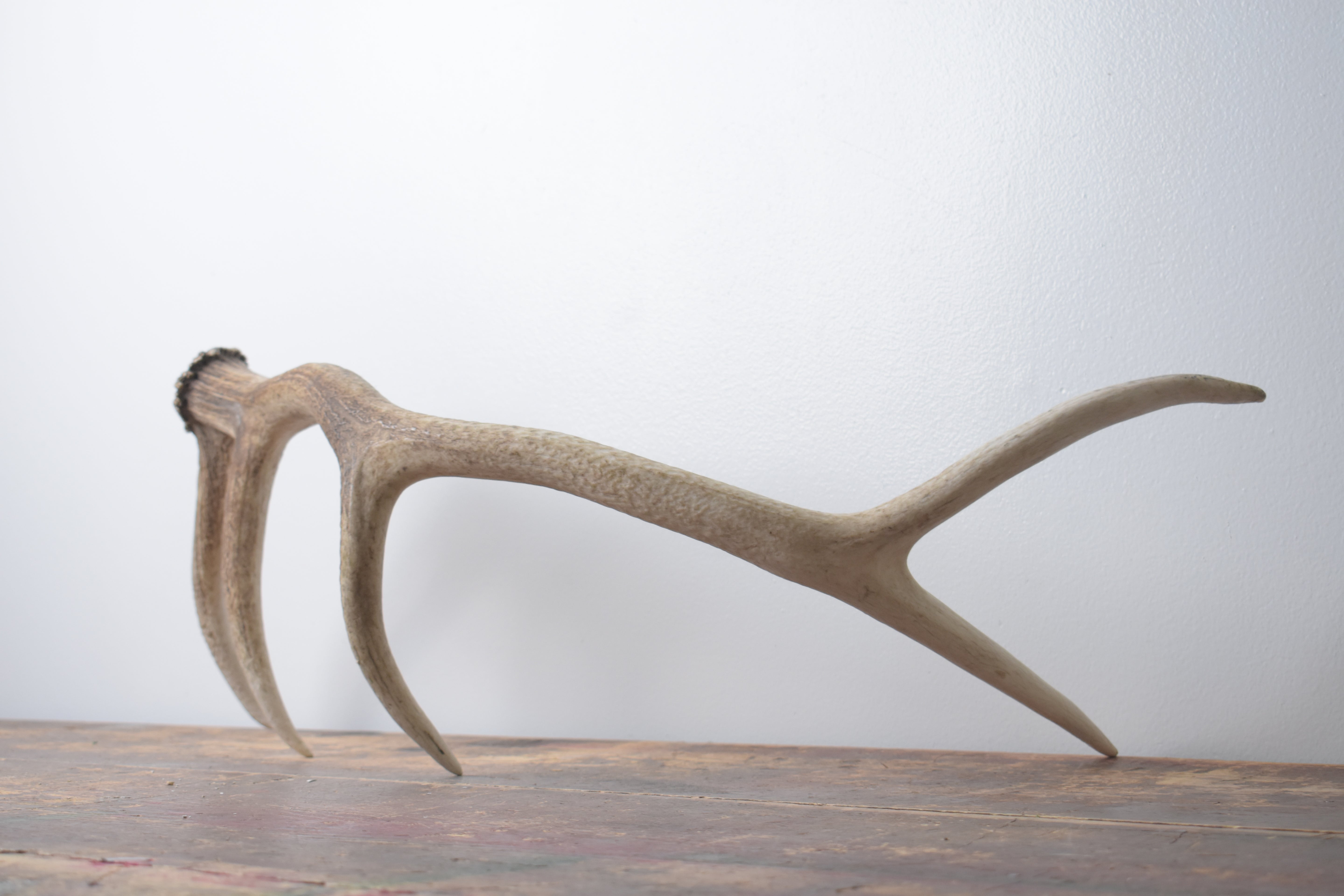 Elk Antler | Small Size | 123