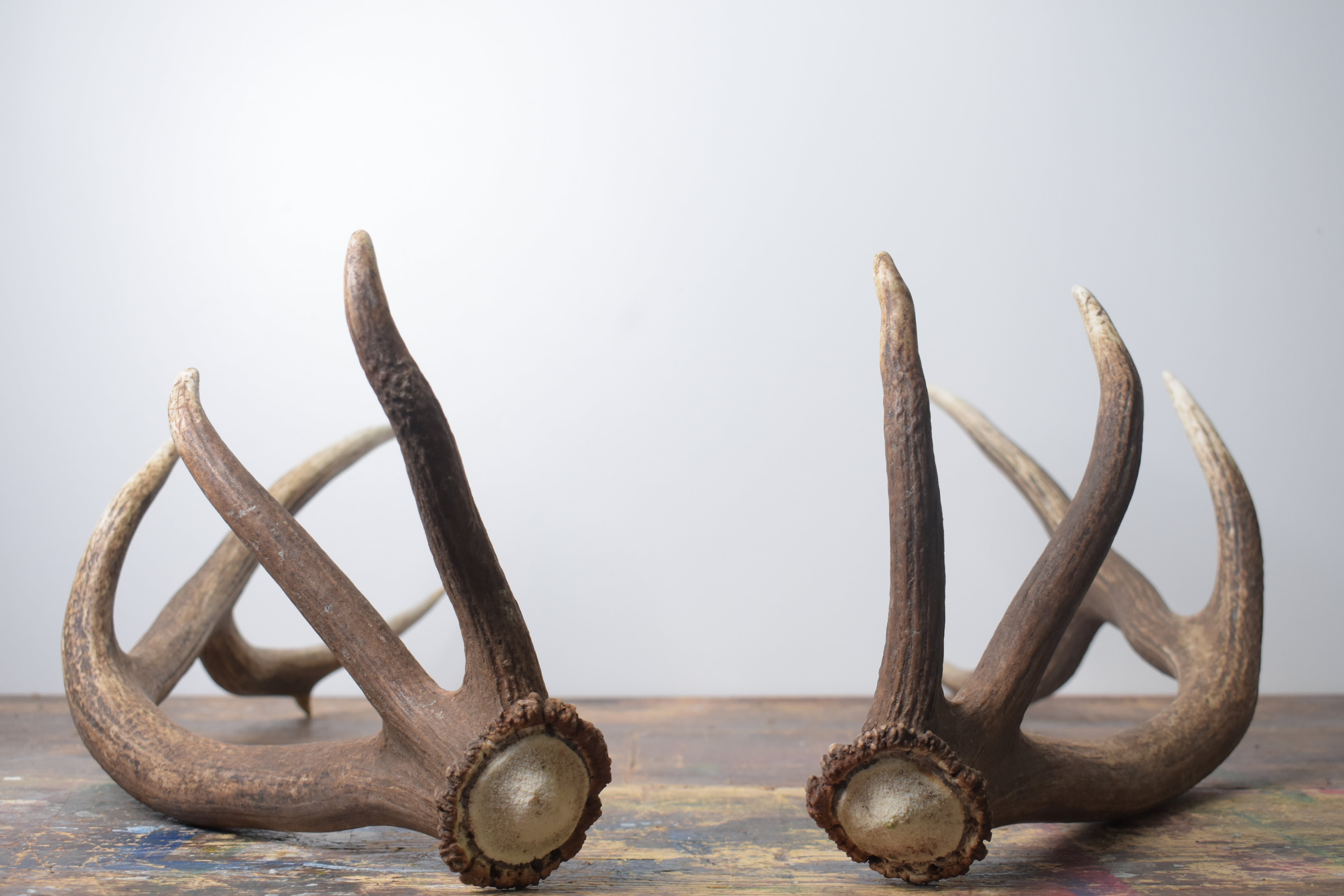Elk Antler Set | Medium | 168