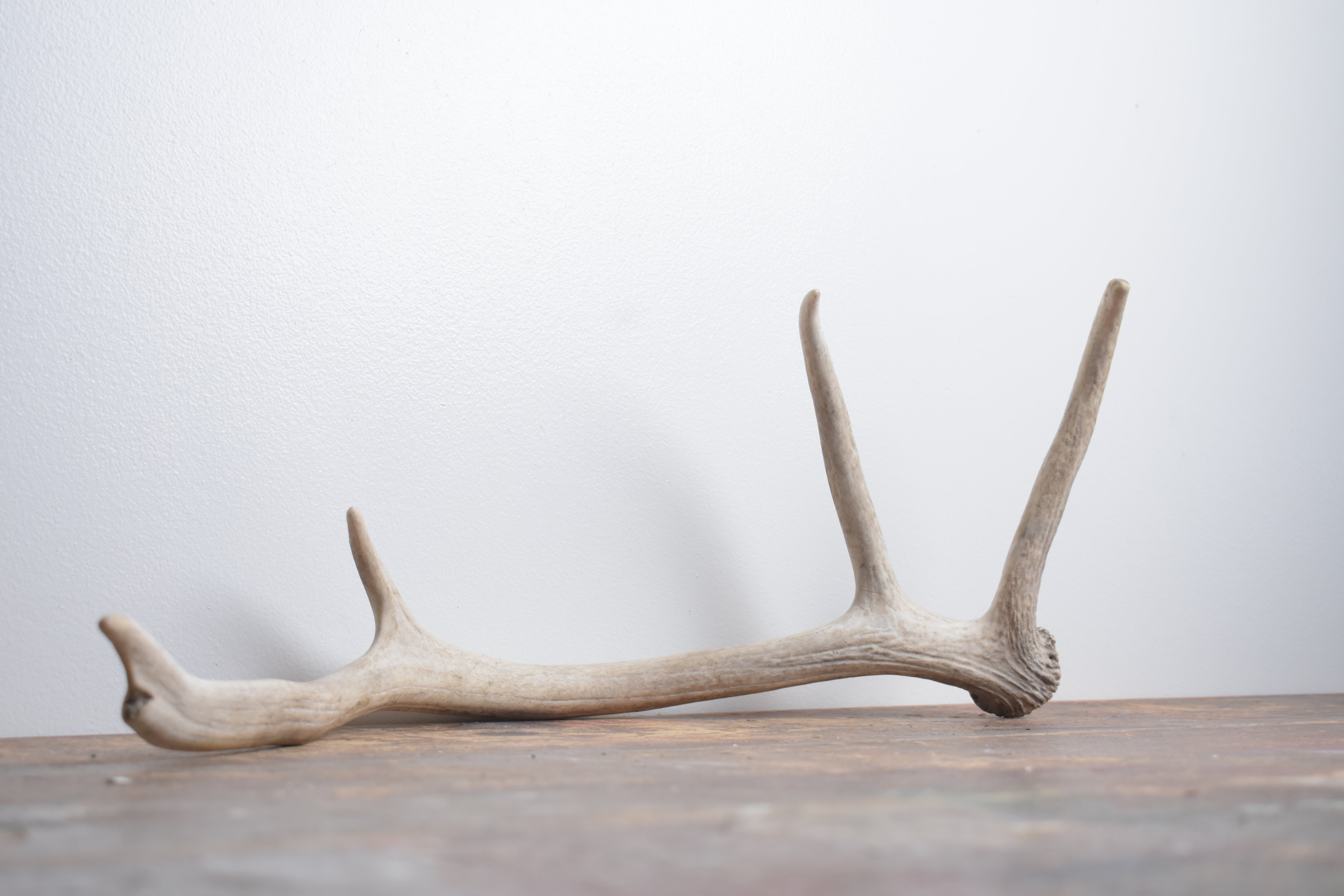 Elk Antler | Small Size | 144