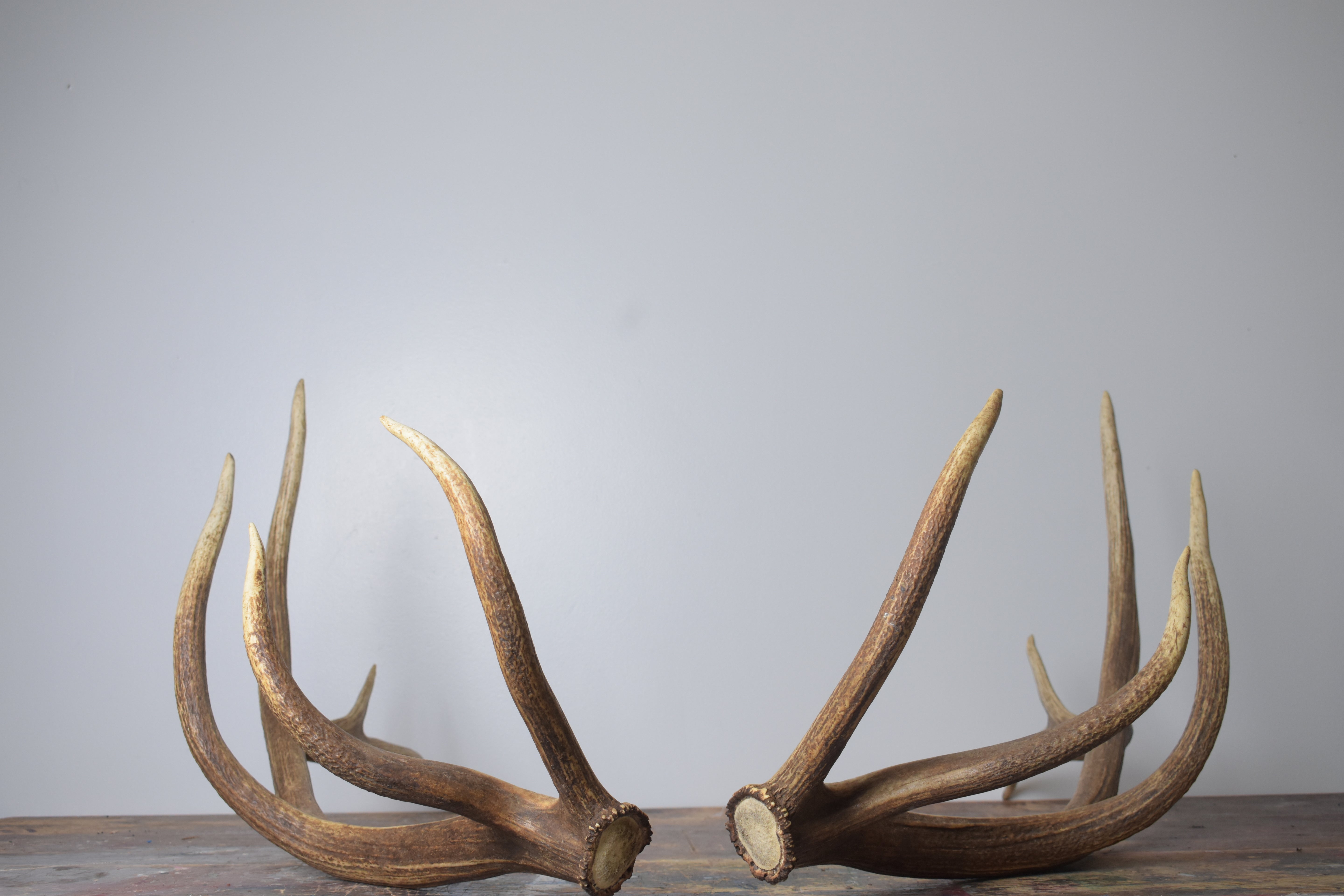 Elk Antler Set | Extra-Large | 167