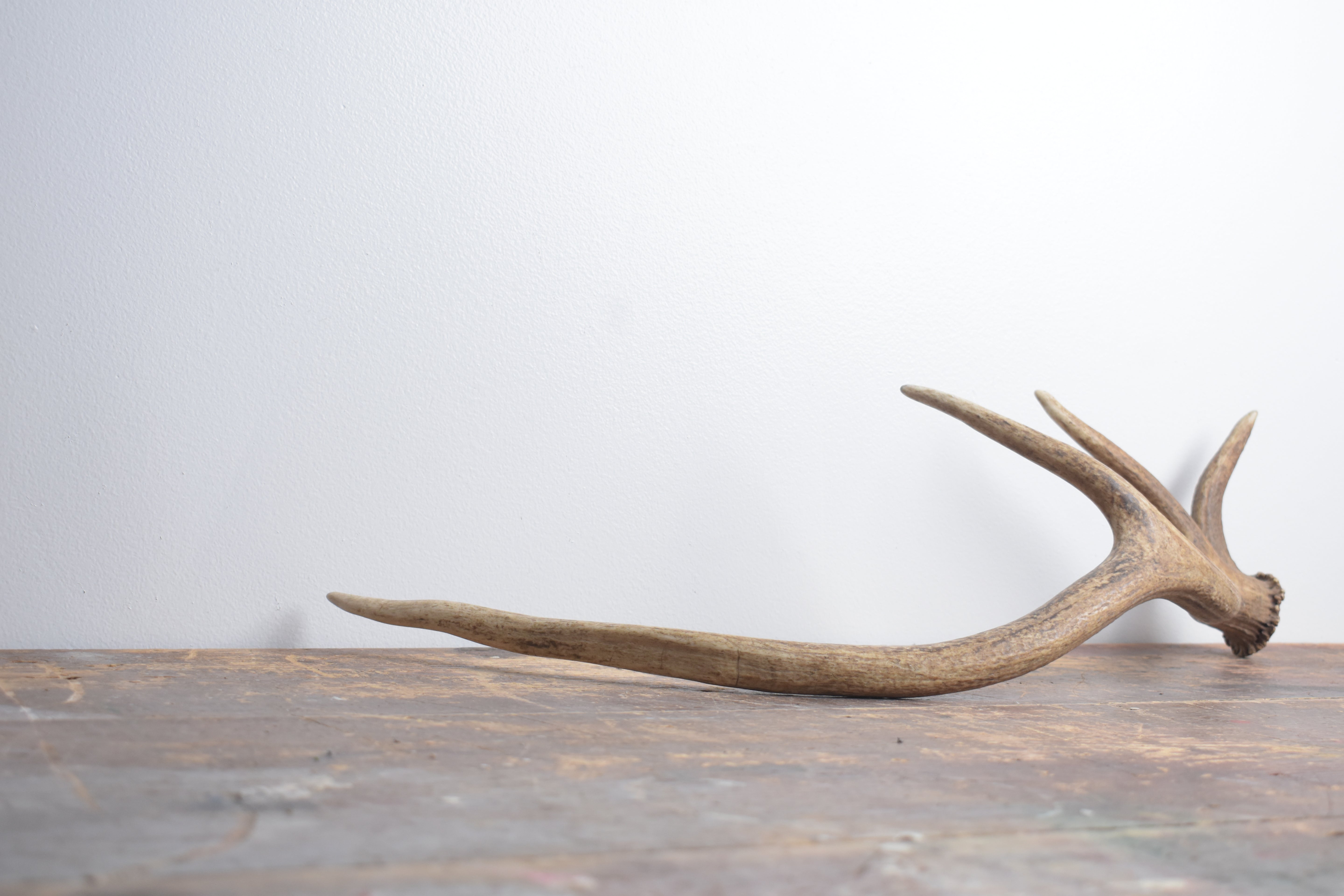 Elk Antler | Small Size | 137