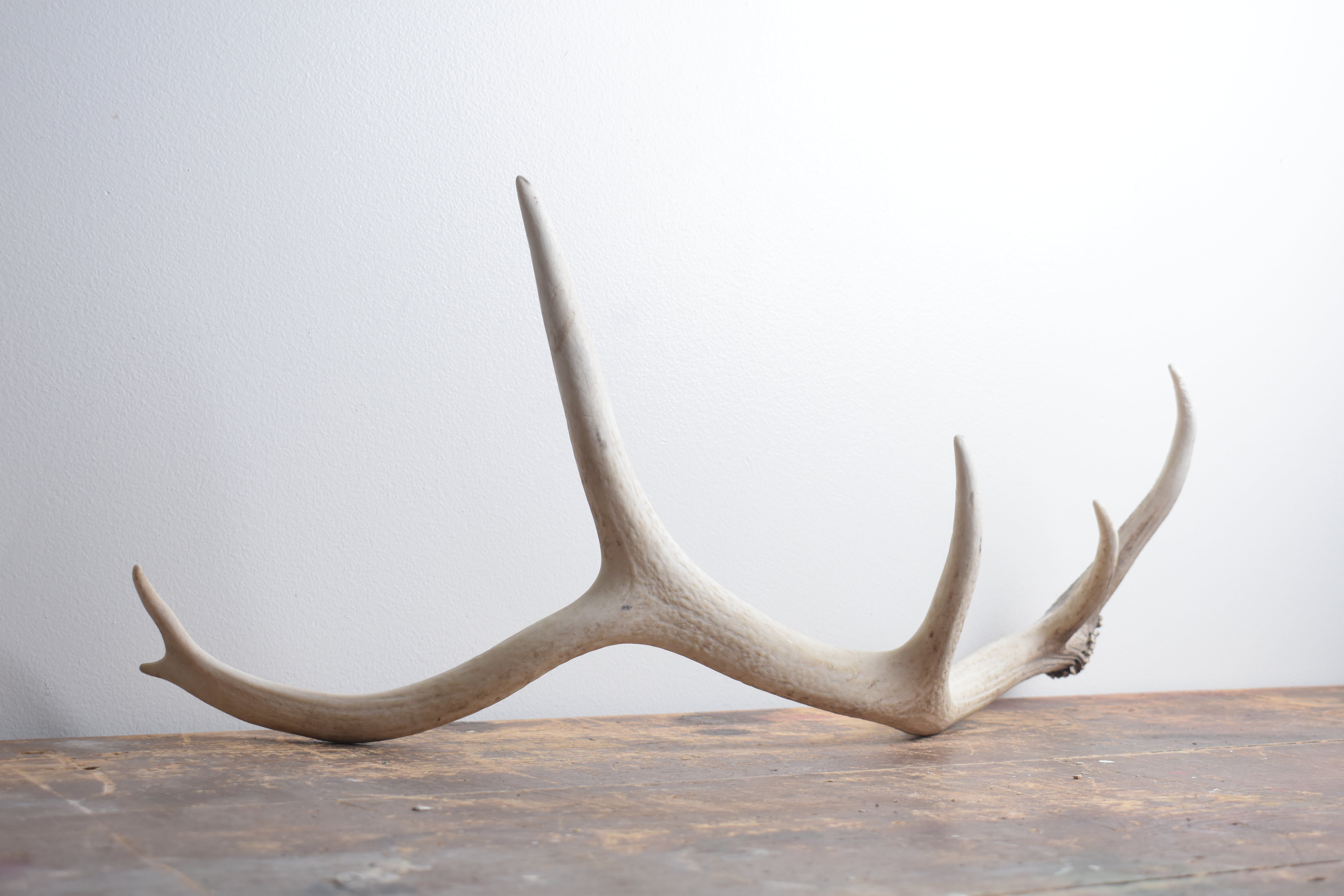 Elk Antler | Small Size | 125