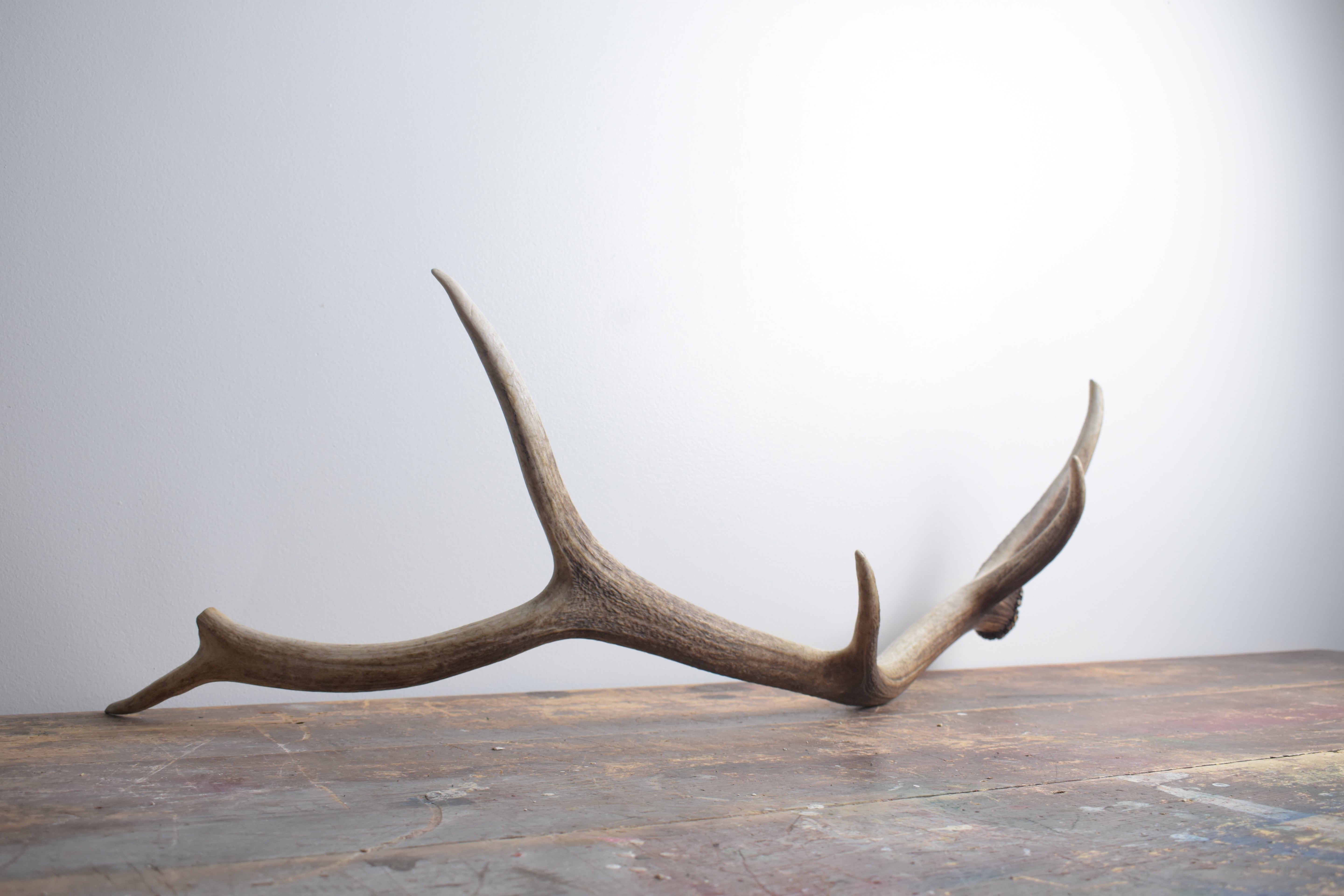 Elk Antler | Large Size | 124