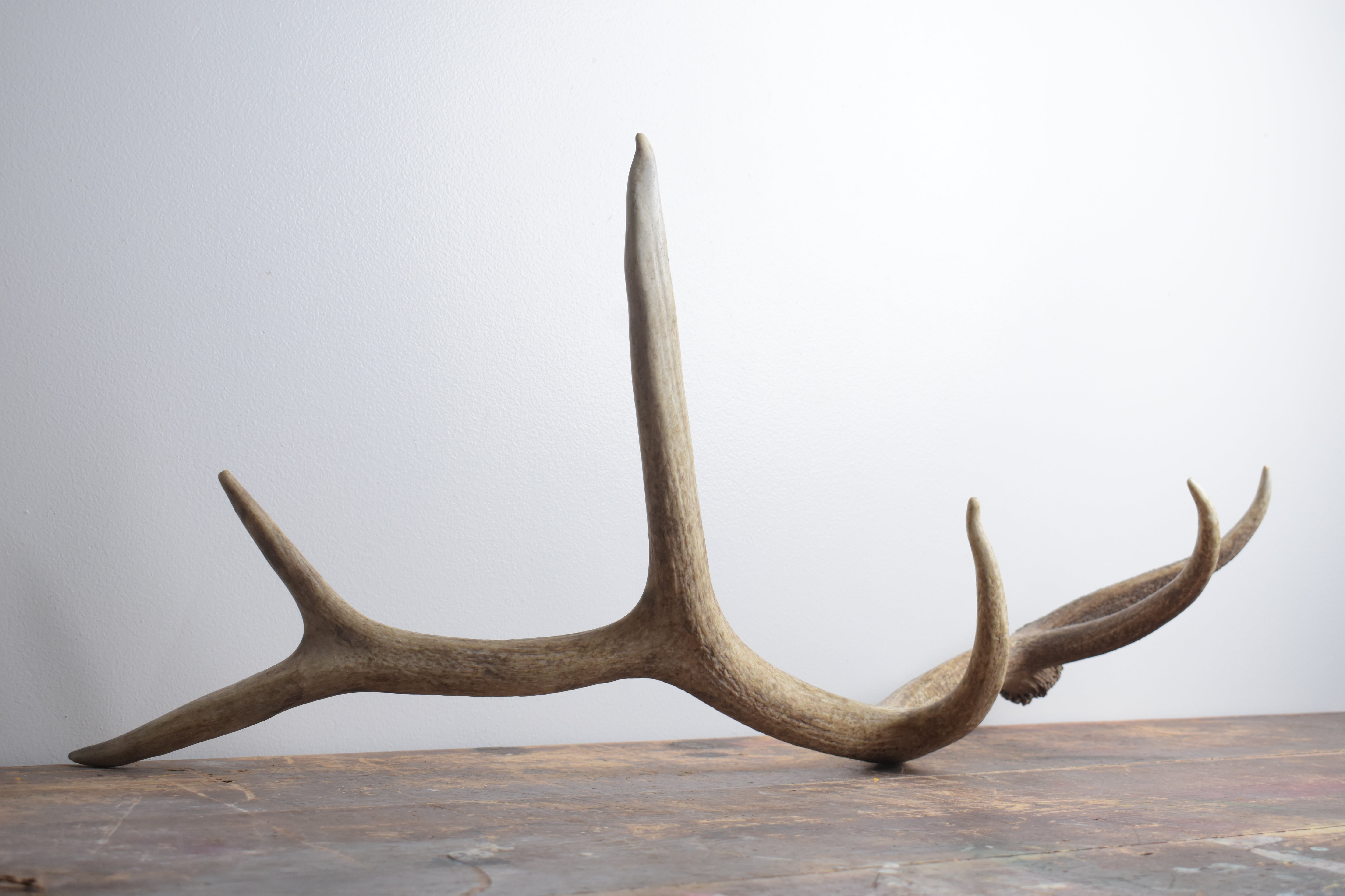 Elk Antler | Medium Size | 160