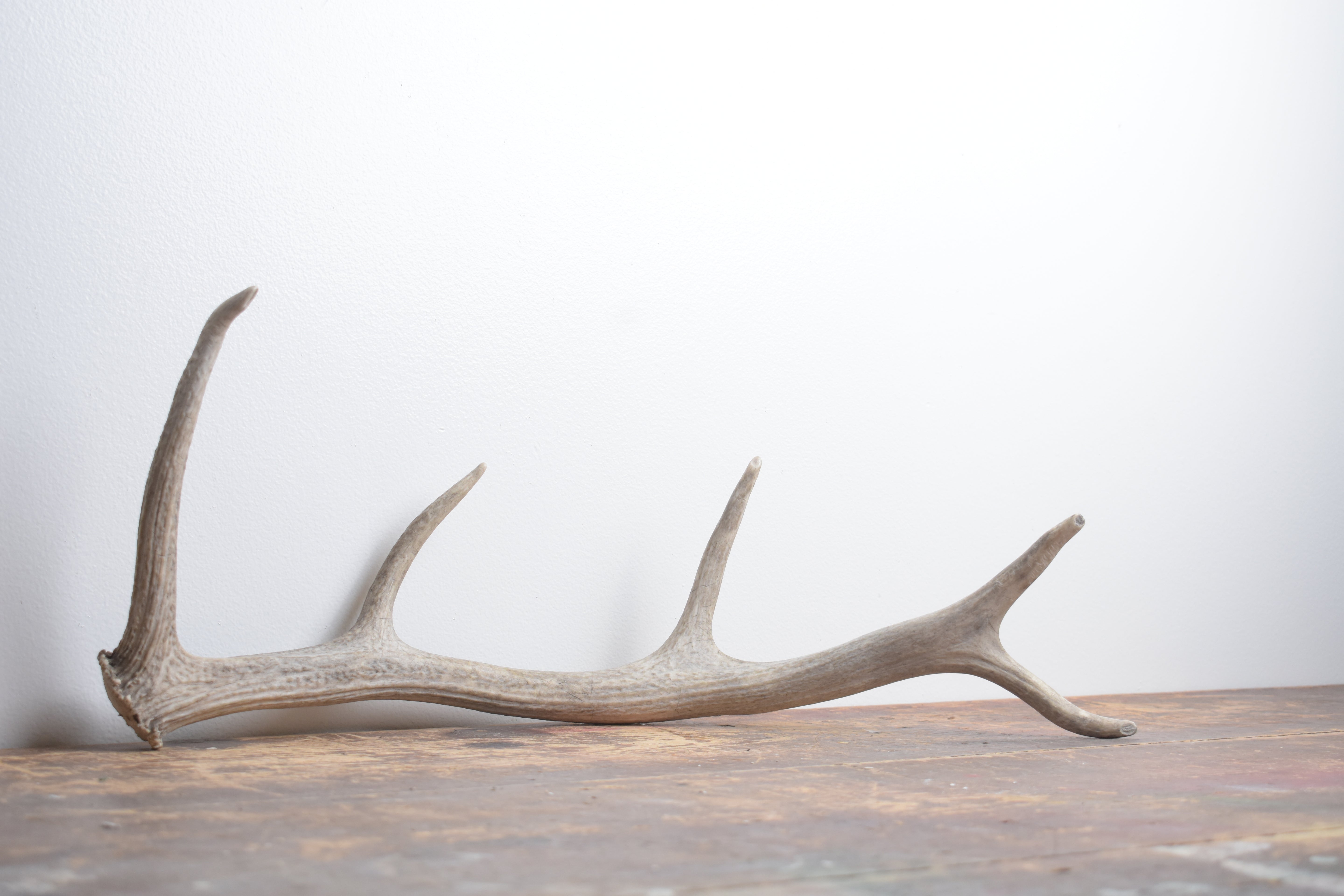 Elk Antler | Small Size | 133