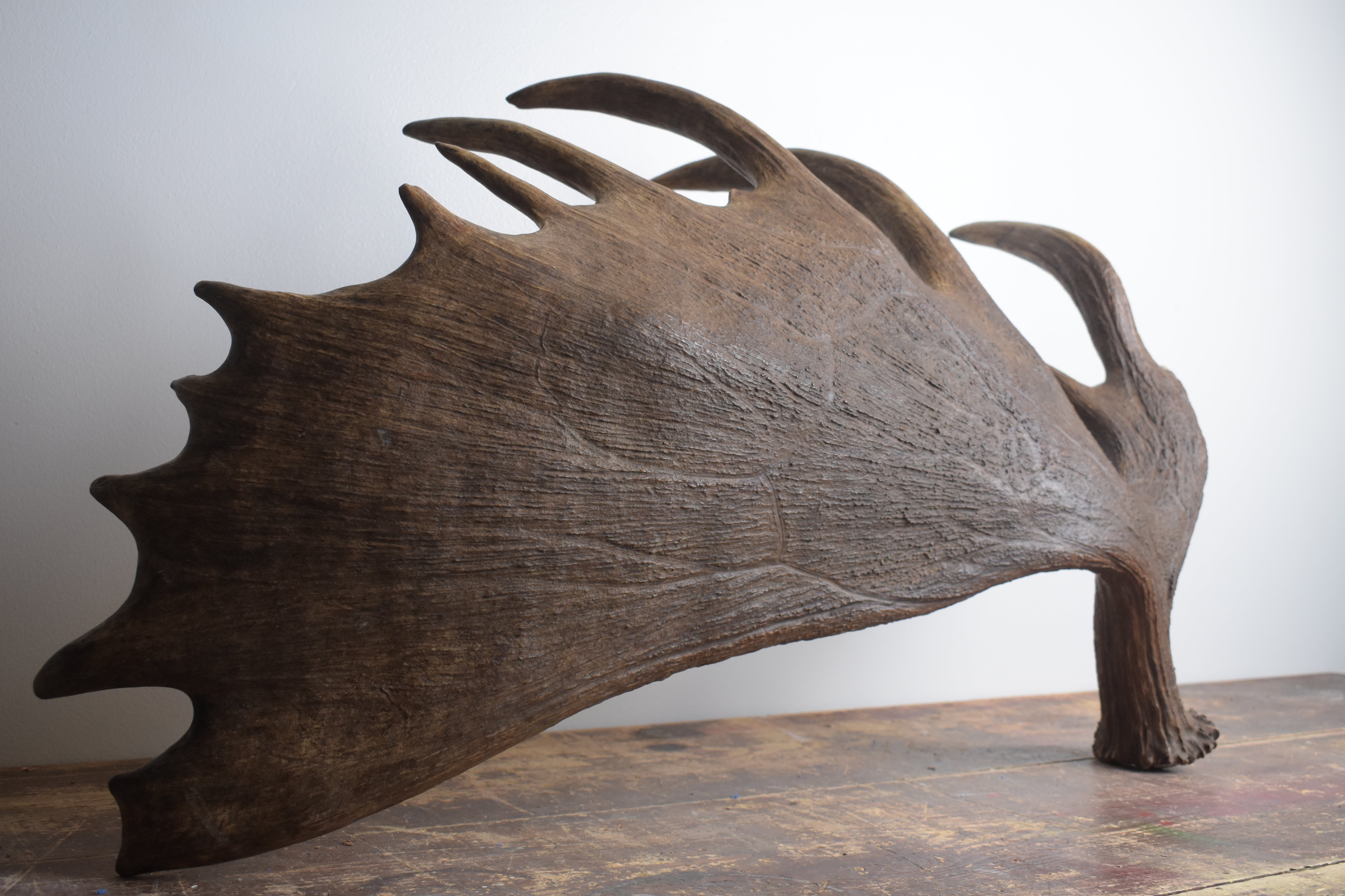 Moose Antler | Extra-Large | 14